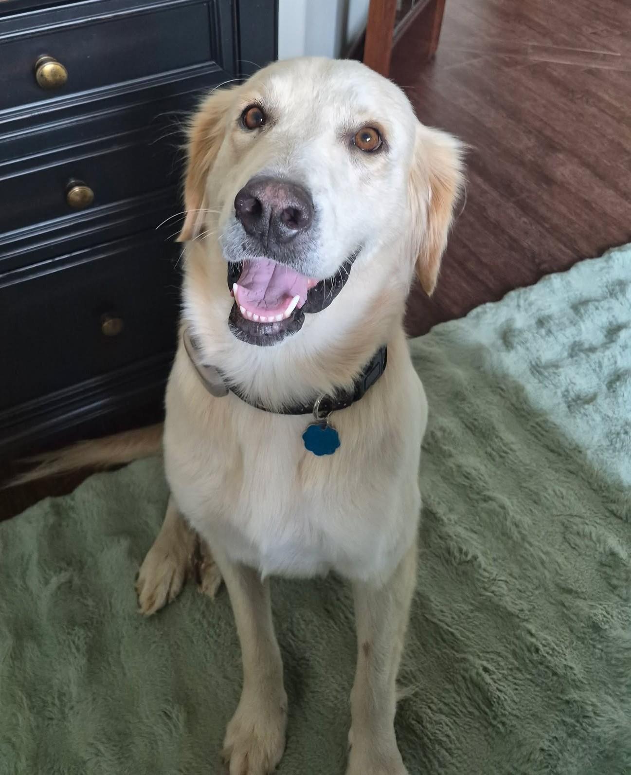 Enlarge Halle, a Adopted mixed breed in Kiowa, OK image 1/6