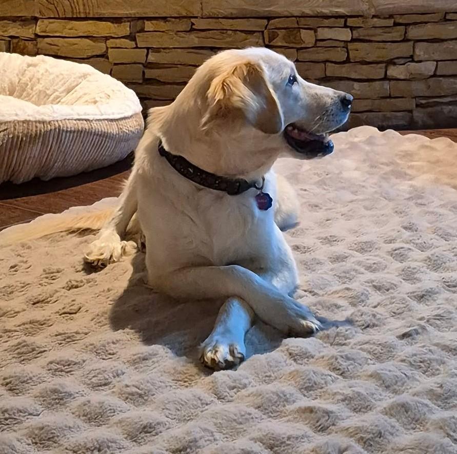 Enlarge Halle, a Adopted mixed breed in Kiowa, OK image 6/6