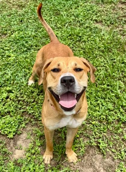 Pastel, ADOPTABLE, Young Female Pit Bull Terrier & Boxer.