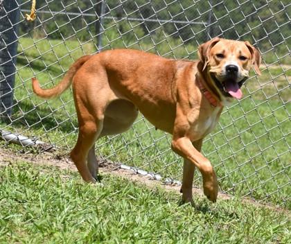 Pastel, a ADOPTABLE mixed breed in Inverness, FL image 2/4