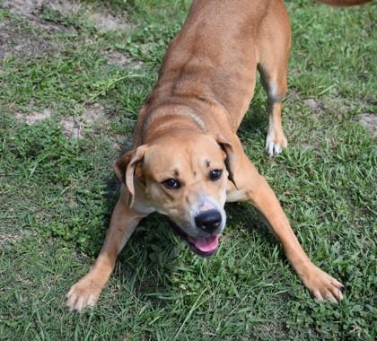 Pastel, a ADOPTABLE mixed breed in Inverness, FL image 3/4