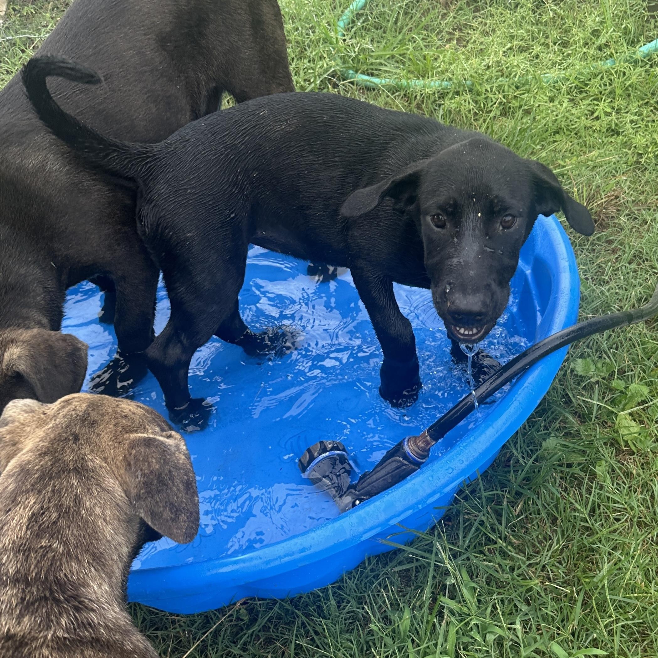 Dog for adoption - LOLLY ( NEW VIDEO-Best Friend, Kids, Water, Loving ...