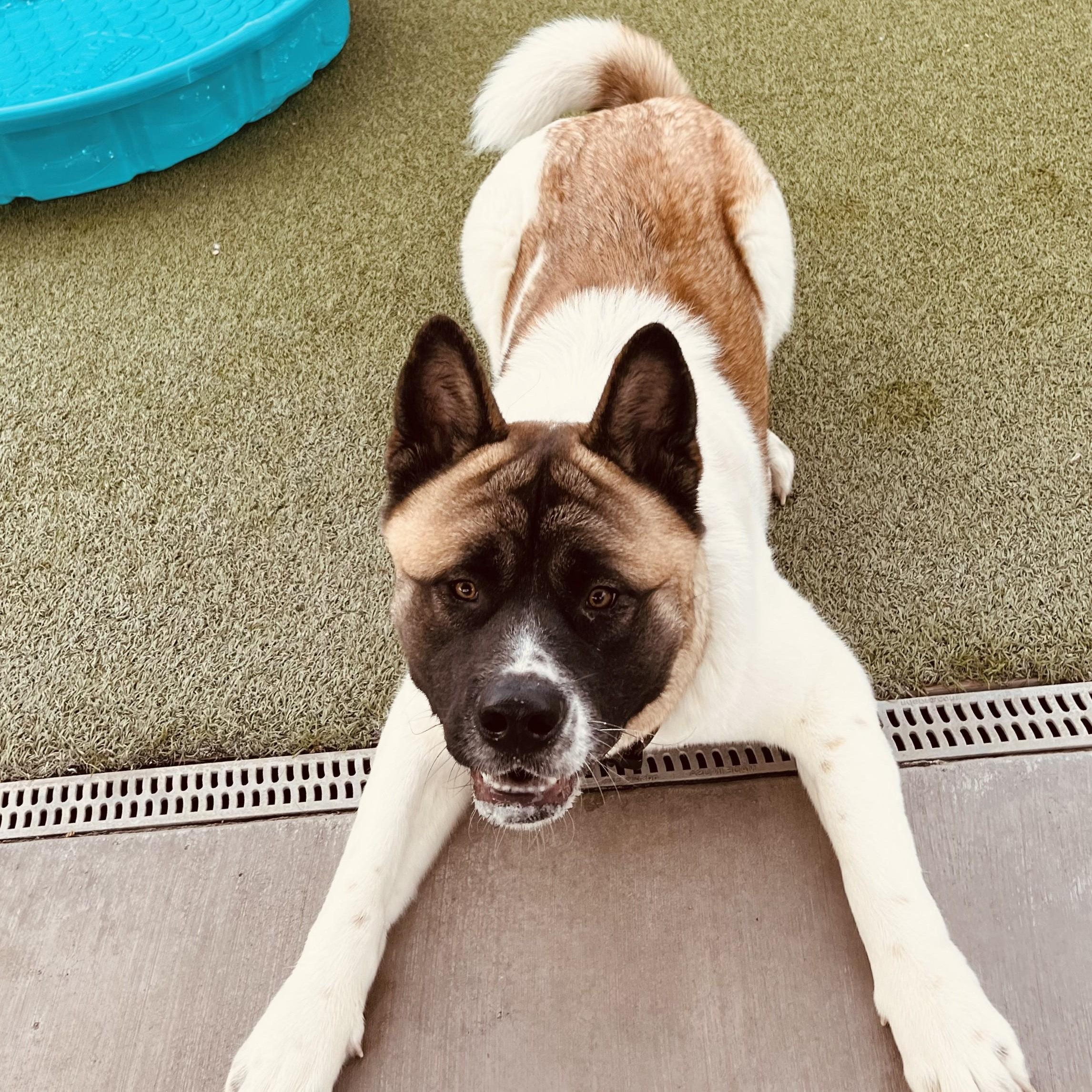 Enlarge Niko, a ADOPTABLE Akita in Phoenix, AZ image 1/6