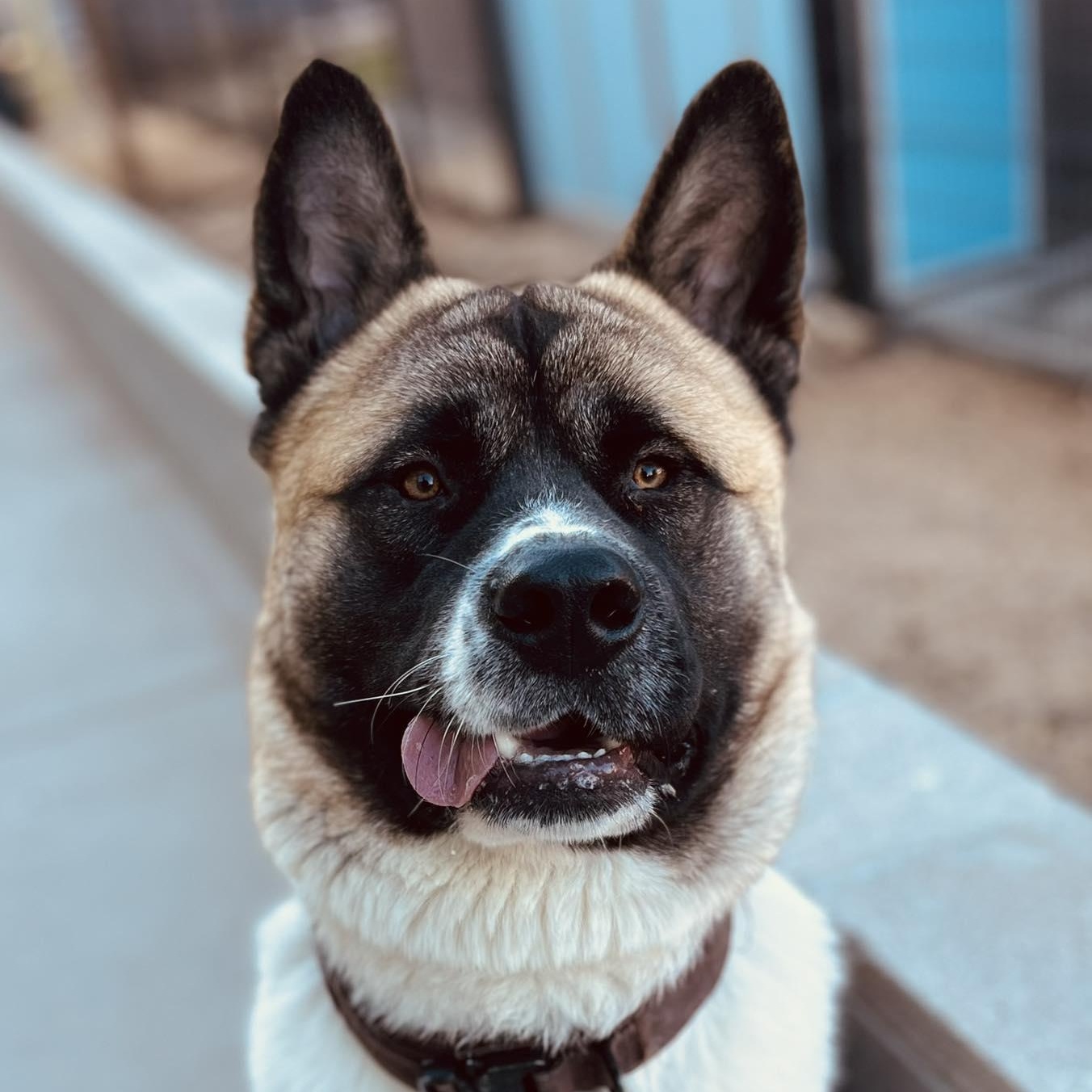 Niko, an adoption pending Akita in Phoenix, AZ image 1/6