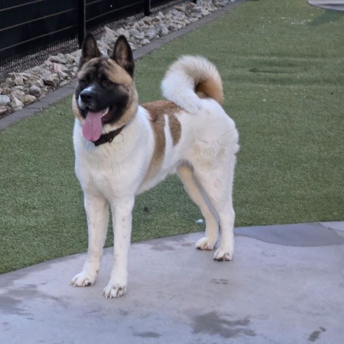 Enlarge Niko, a ADOPTABLE Akita in Phoenix, AZ image 5/6