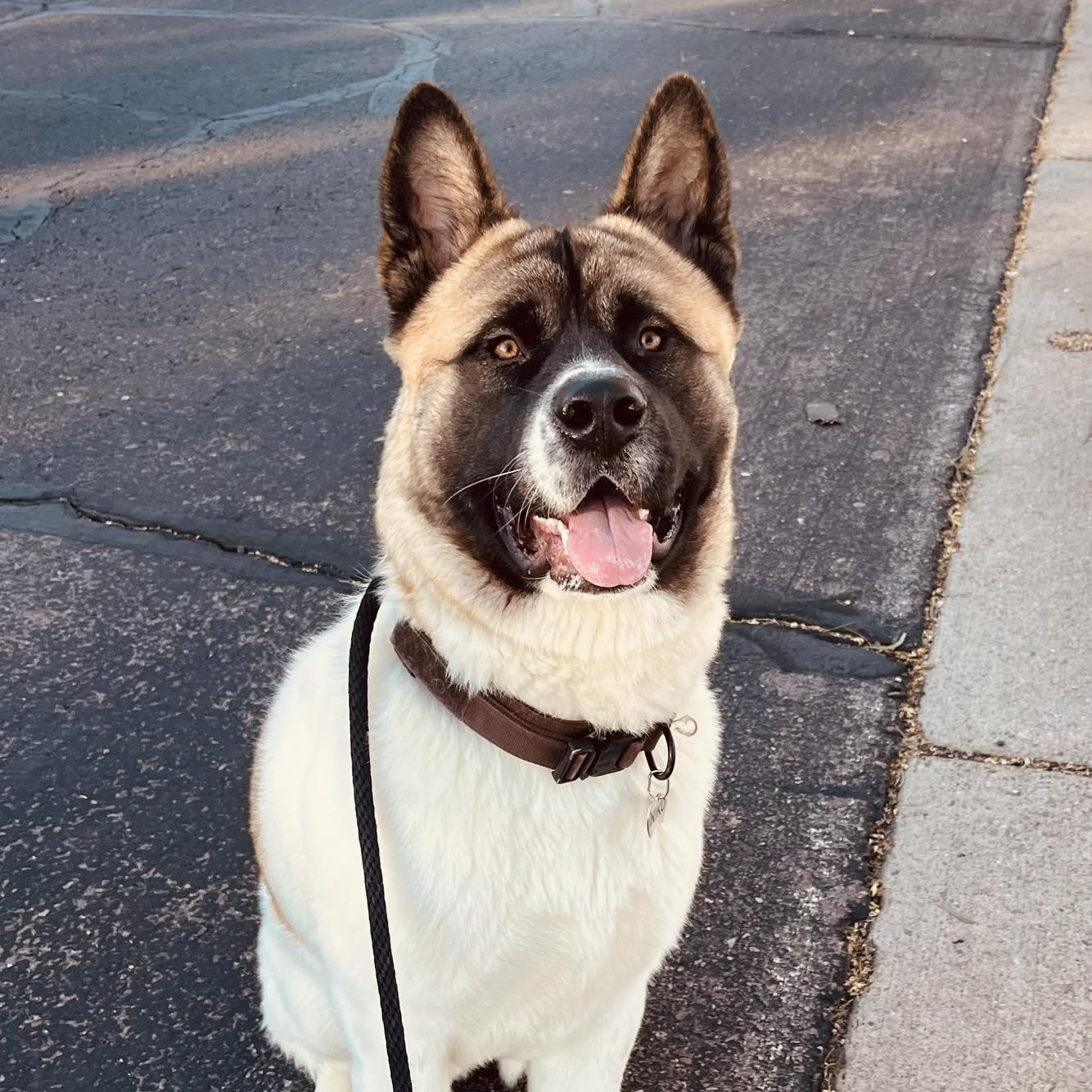 Niko, ADOPTABLE, Young Male Akita.