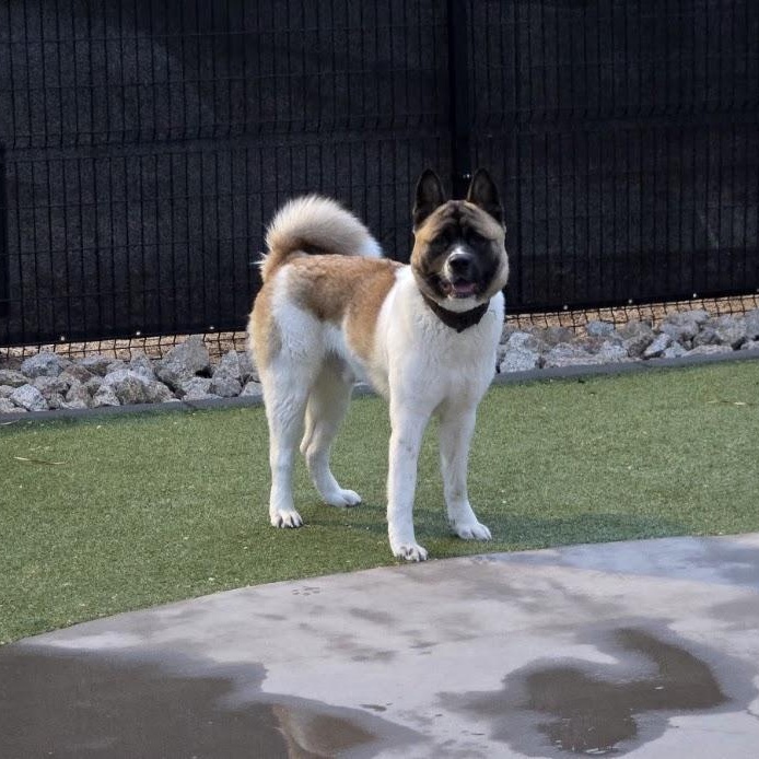 Enlarge Niko, a ADOPTABLE Akita in Phoenix, AZ image 2/6
