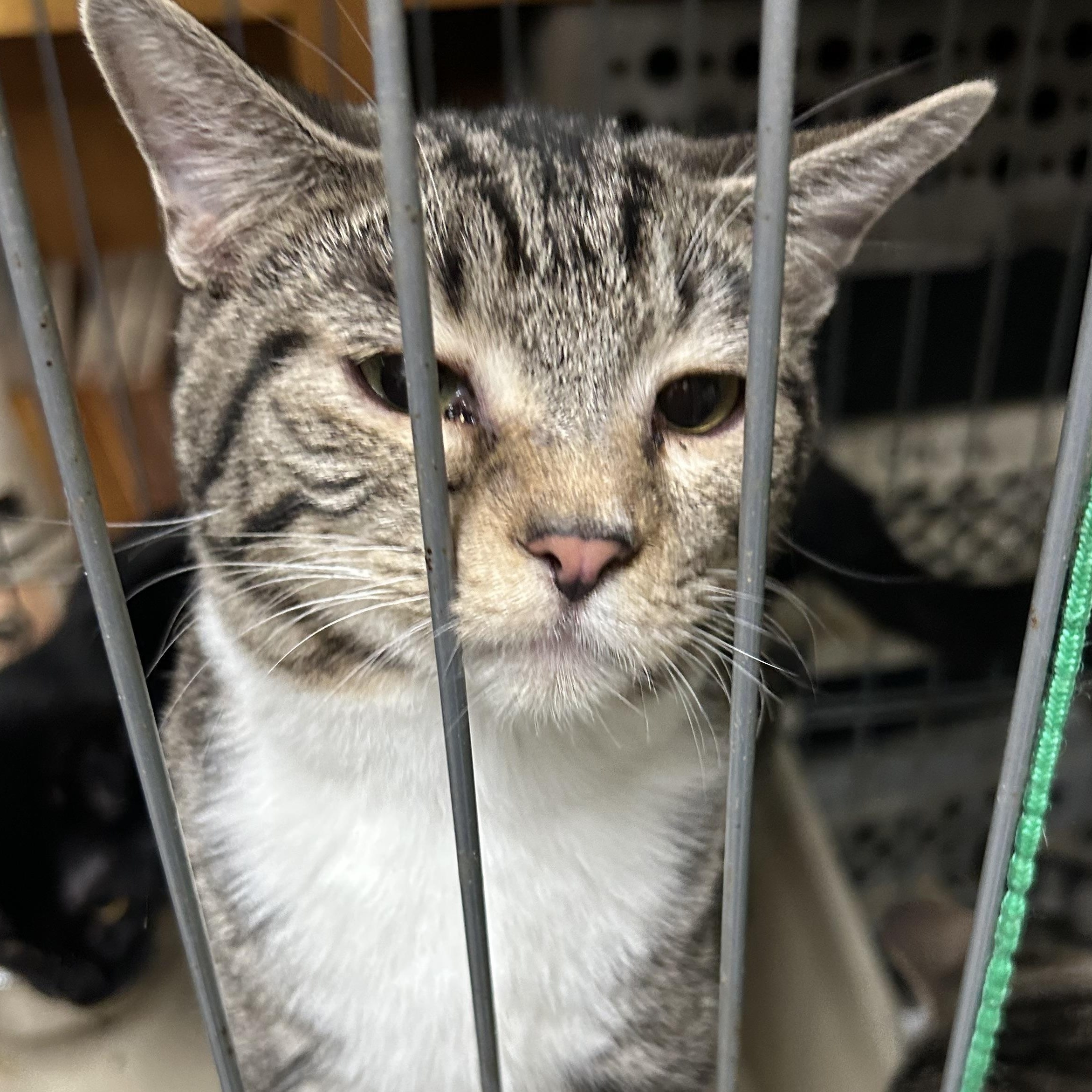 Minue, Adoptable, Young Female Tabby & Dilute Tortoiseshell.