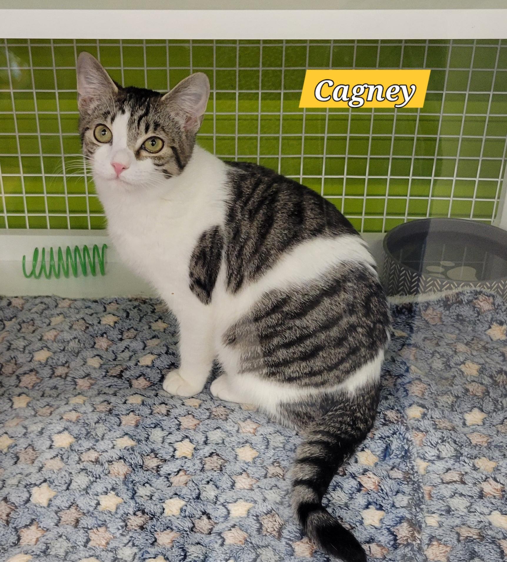 Enlarge Cagney and Lacey, a ADOPTABLE Domestic Short Hair in Green Brook, NJ image 1/3