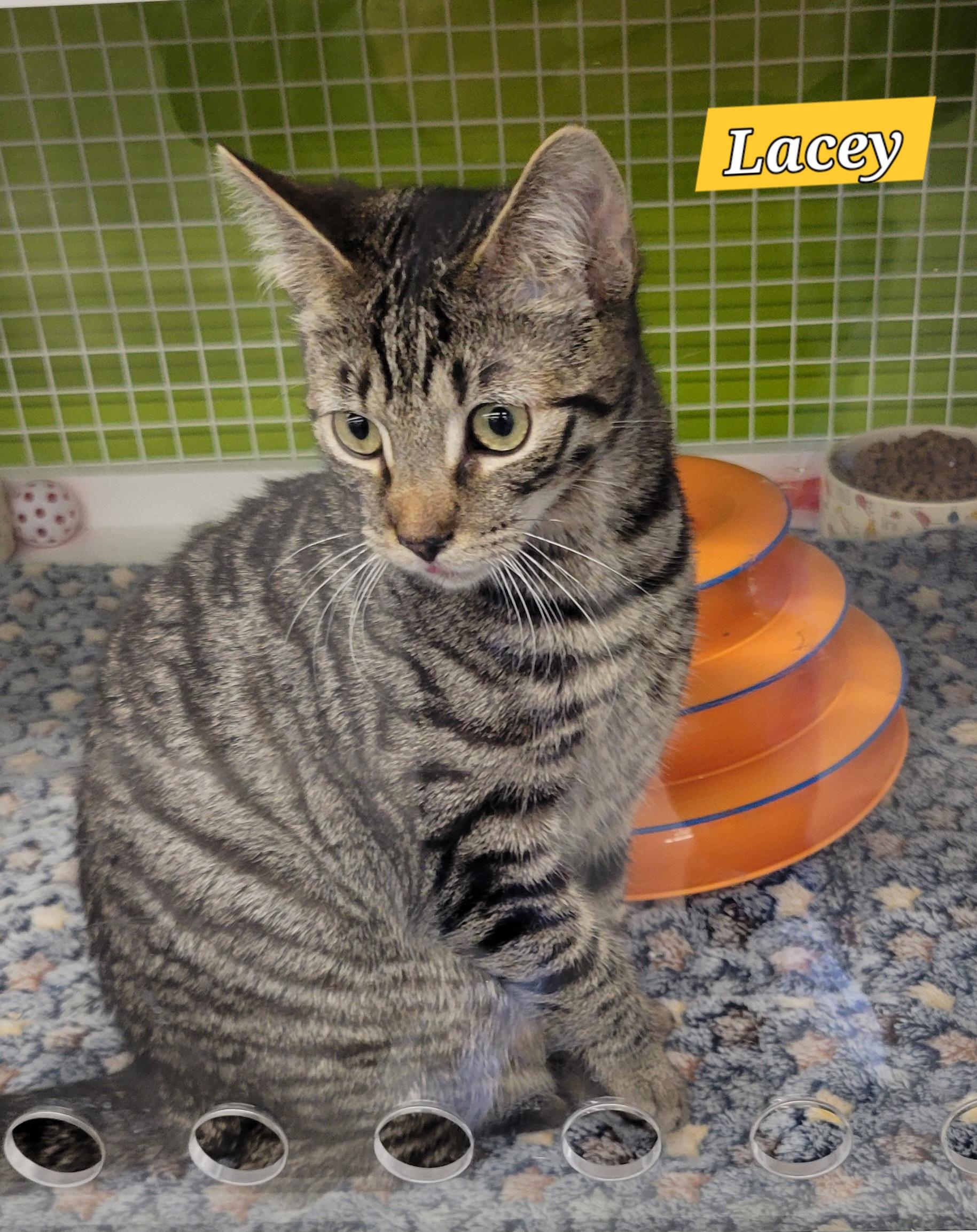 Enlarge Cagney and Lacey, a ADOPTABLE Domestic Short Hair in Green Brook, NJ image 2/3