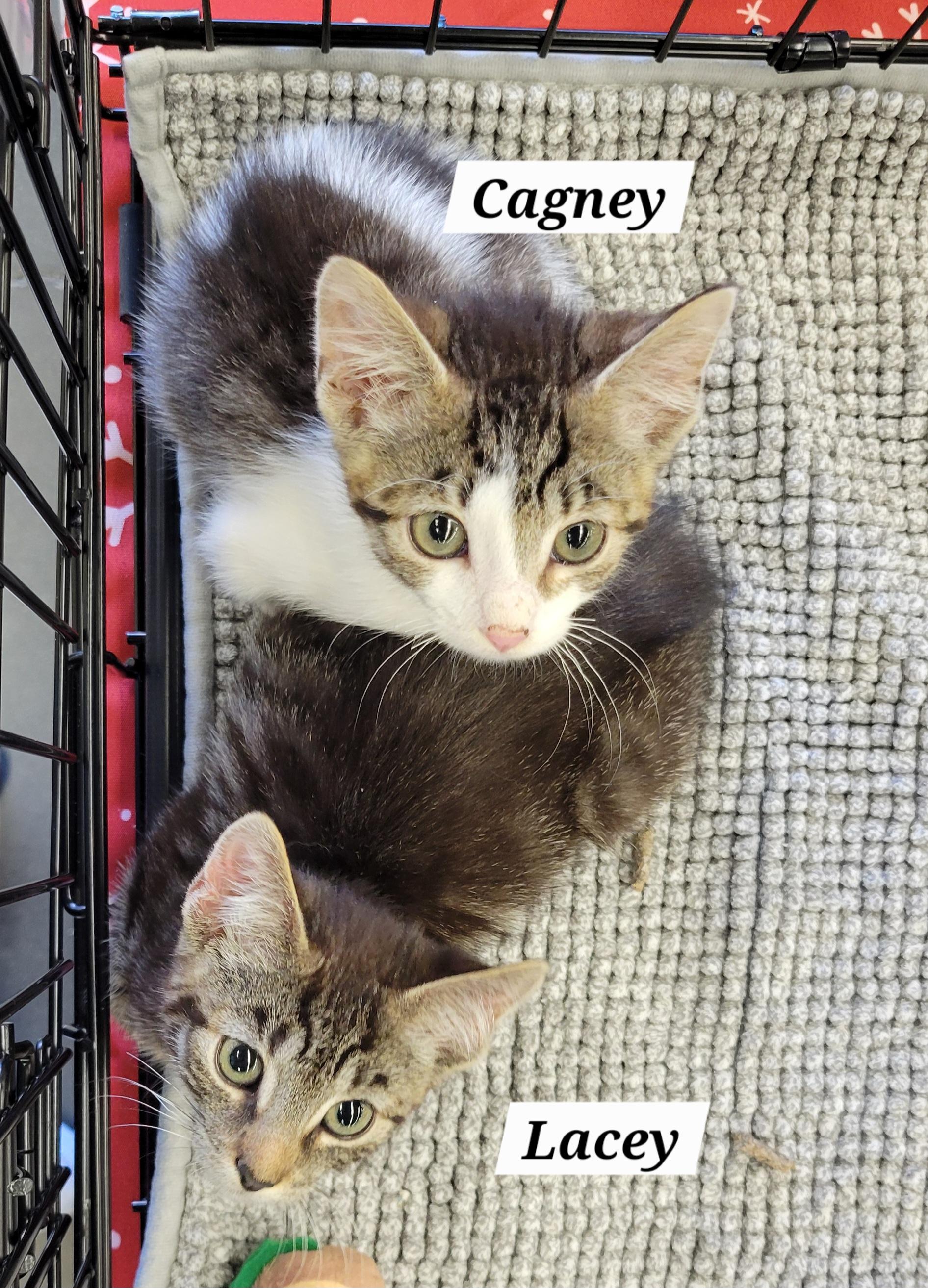 Enlarge Cagney and Lacey, a ADOPTABLE Domestic Short Hair in Green Brook, NJ image 1/1