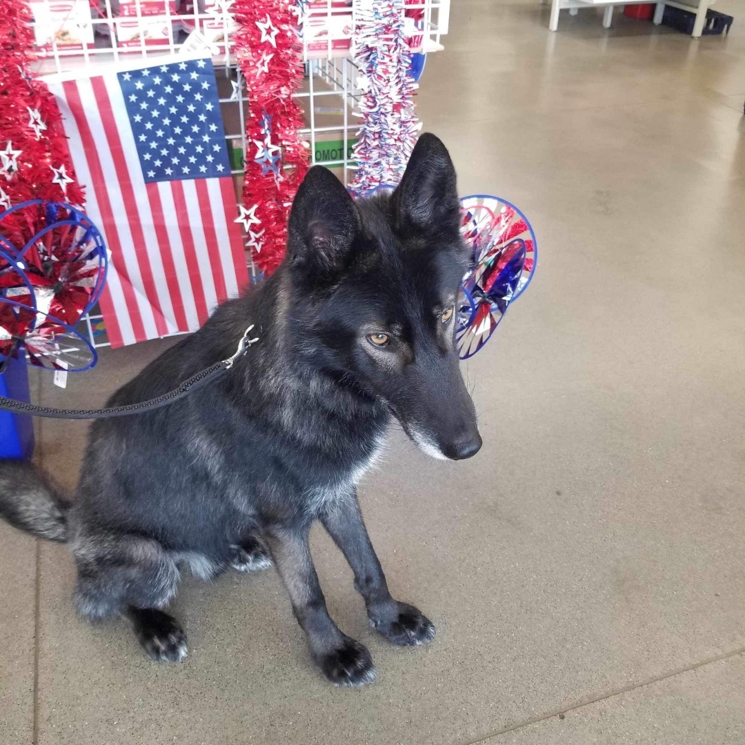 Dale, an adoptable Shepherd, Husky in Huntington, IN, 46750 | Photo Image 3