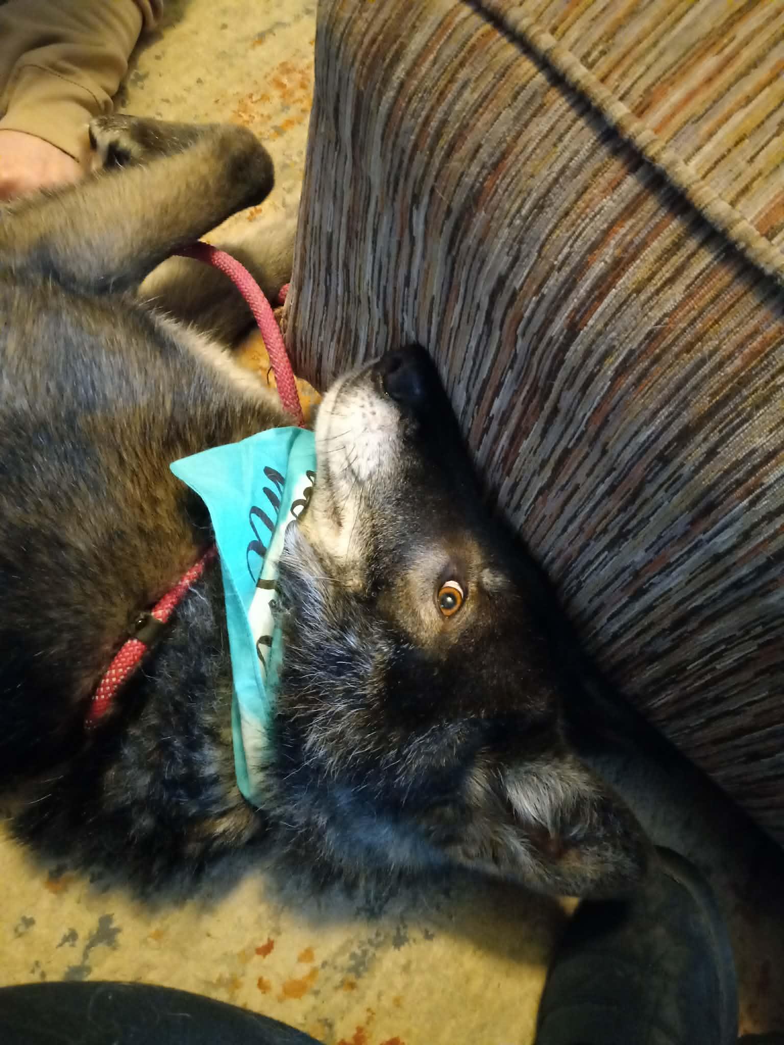 Dale, a Adoptable mixed breed in Indianapolis, IN image 6/6