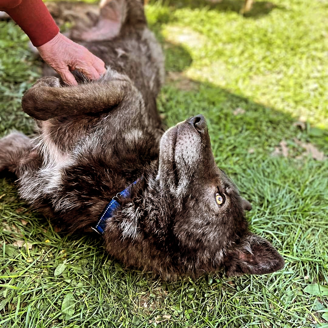 Dale, an adoptable Shepherd, Husky in Huntington, IN, 46750 | Photo Image 2