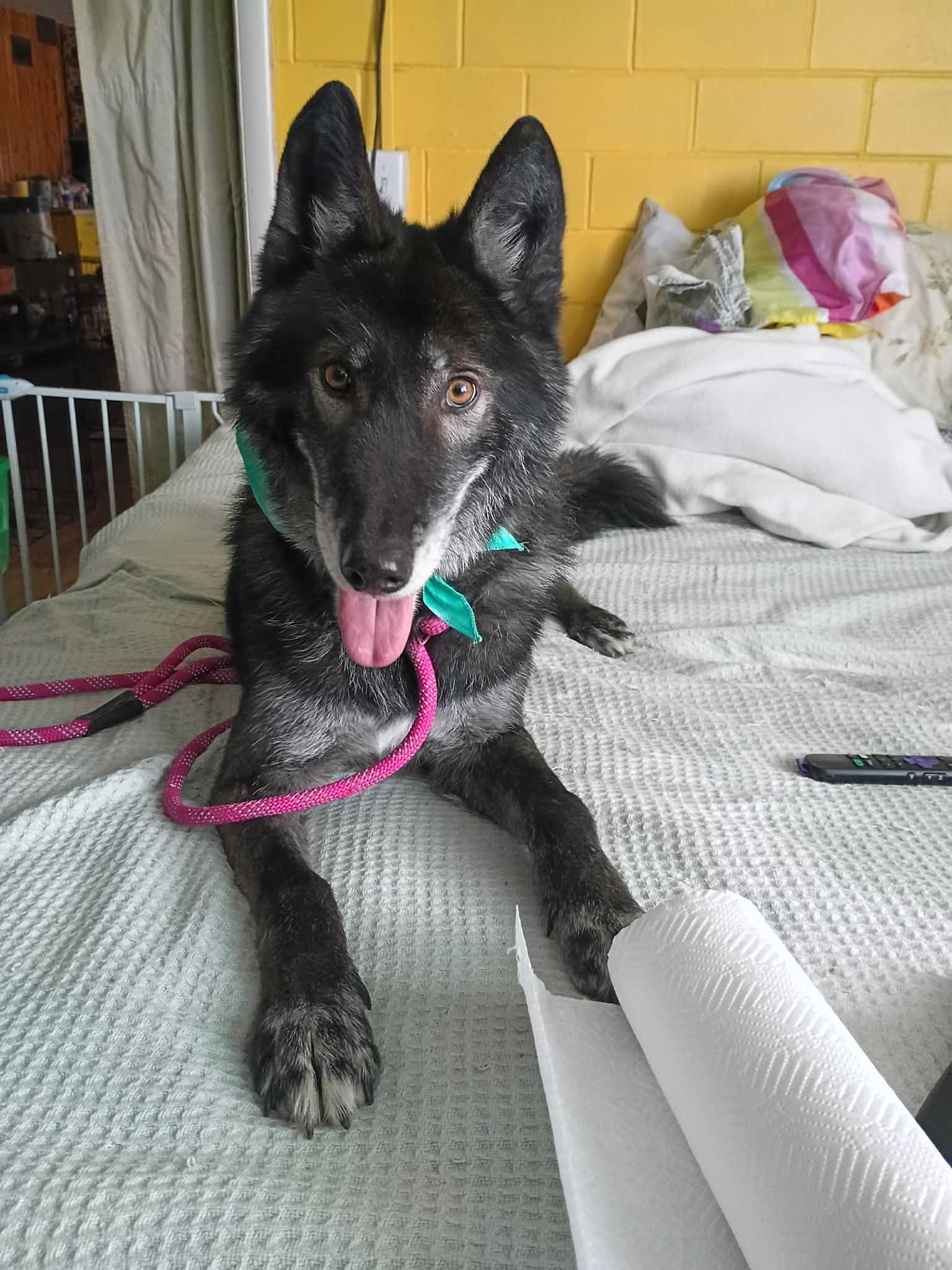 Dale, Adoptable, Adult Male Shepherd & Alaskan Malamute.