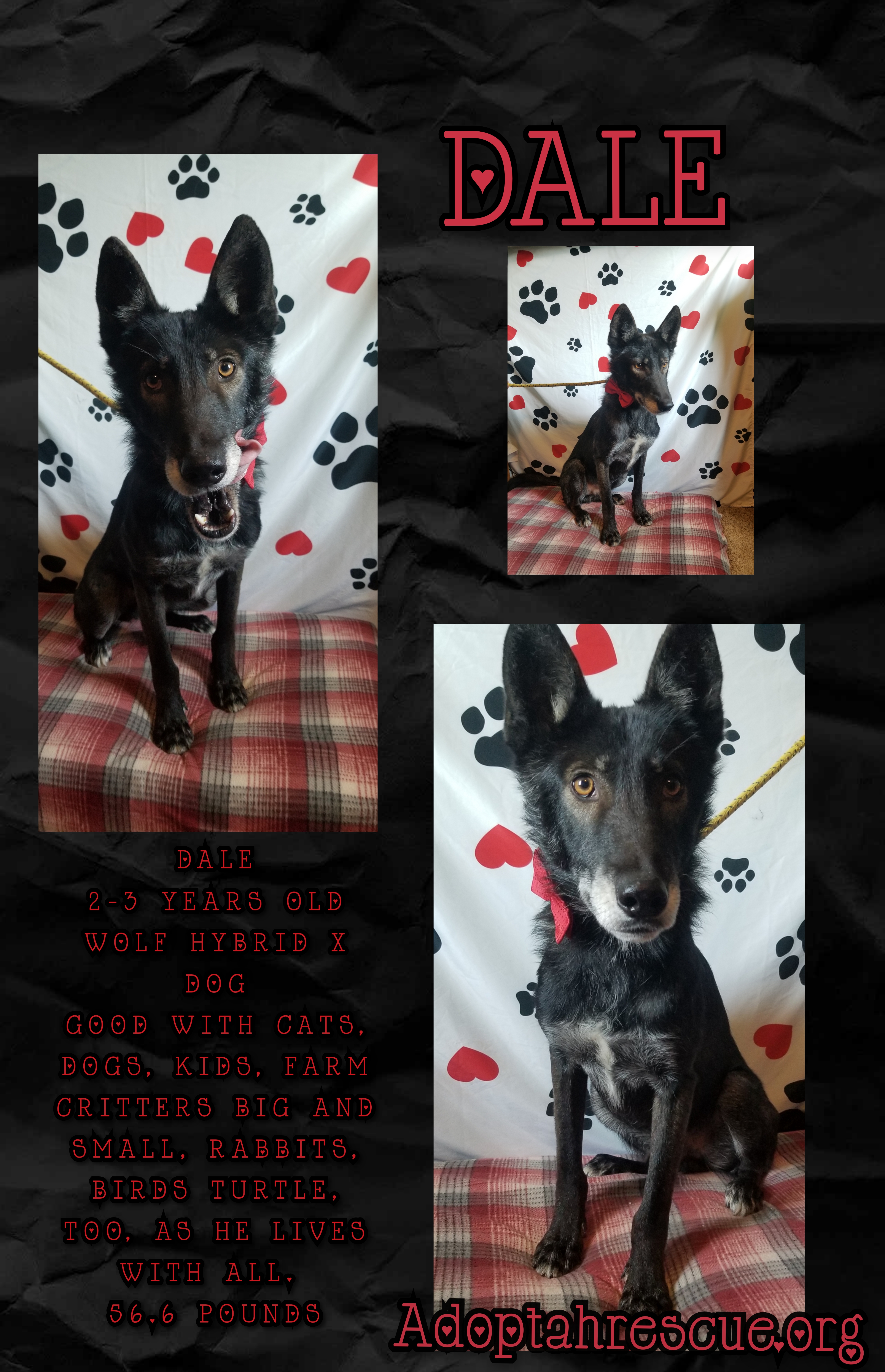 Dale, a Adoptable mixed breed in Huntington, IN image 4/6