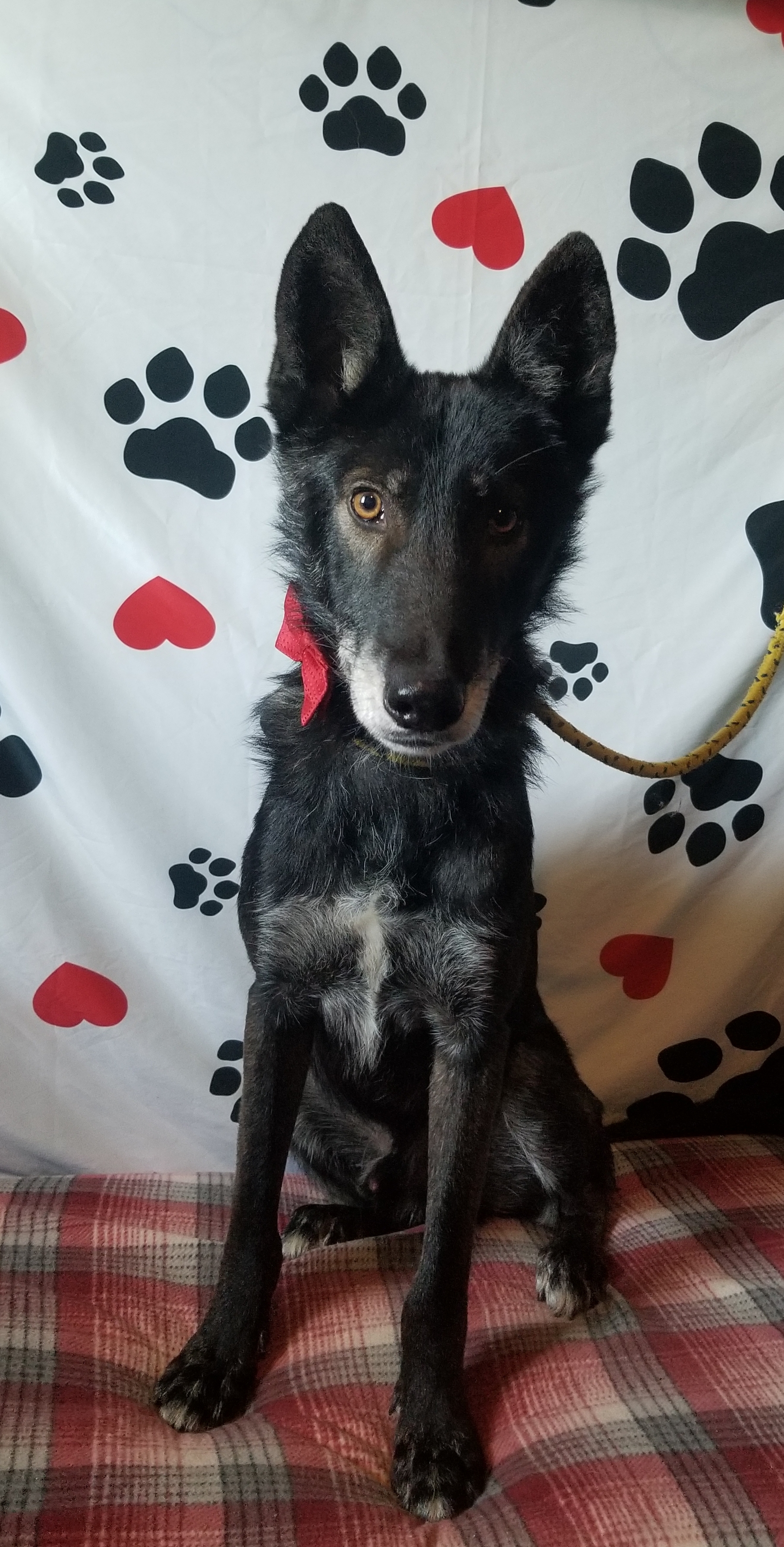 Dale, a Adoptable mixed breed in Huntington, IN image 1/6