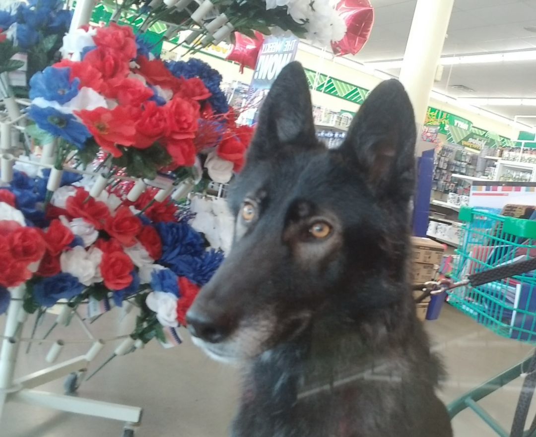 Dale, an adoptable Shepherd, Husky in Huntington, IN, 46750 | Photo Image 5