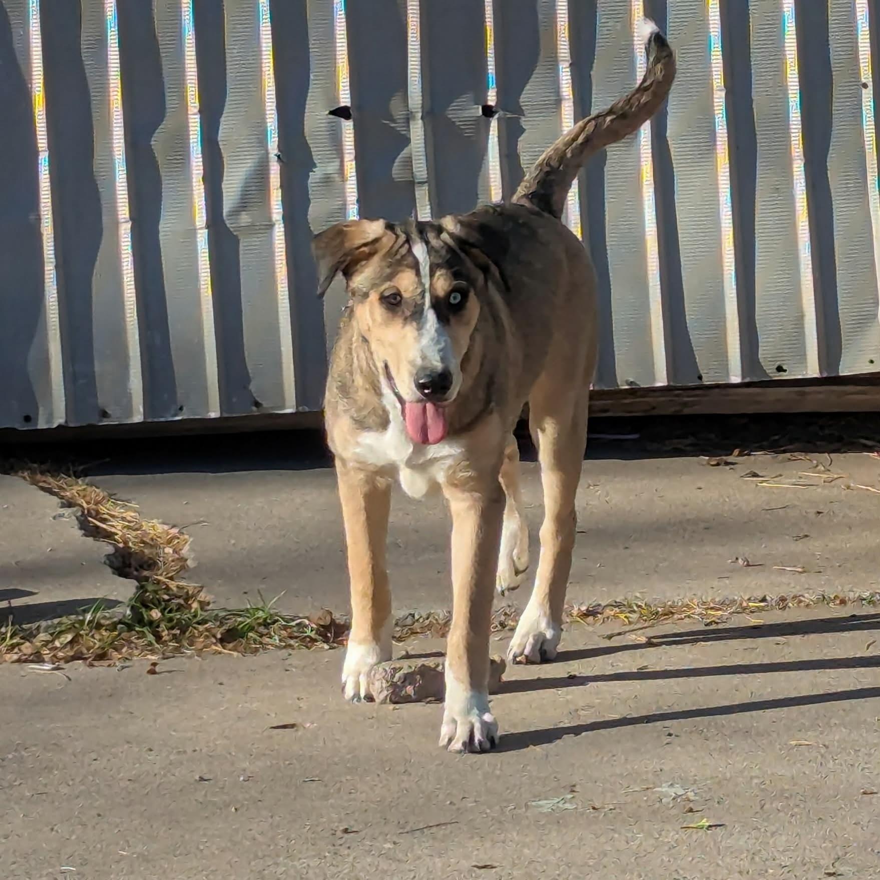 Thumper — thumbnail 6