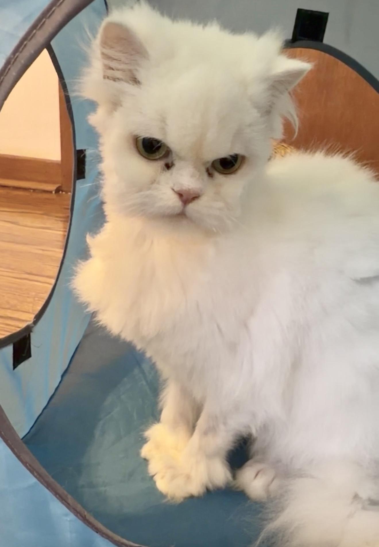 Leia *4 paws declawed, solo kitty