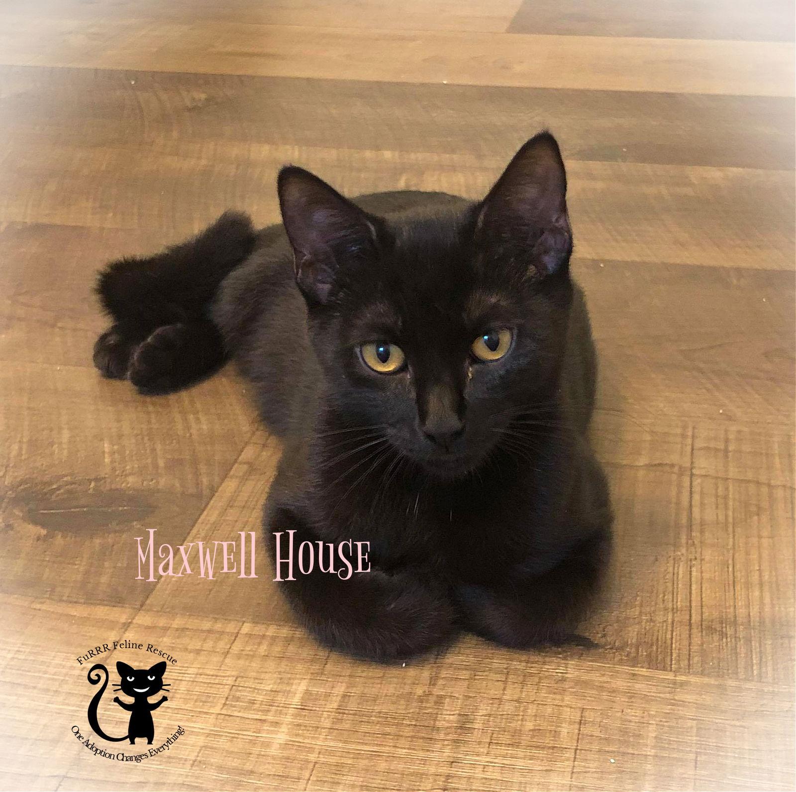 Meadow, a Adoptable Domestic Short Hair in Gonic, NH image 1/3