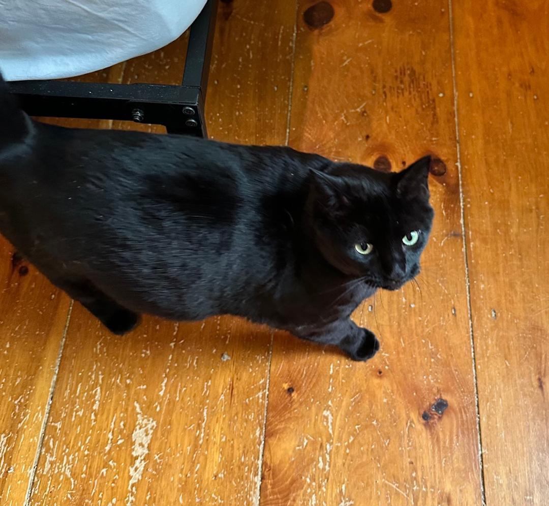 Meadow, a Adoptable Domestic Short Hair in Gonic, NH image 2/3