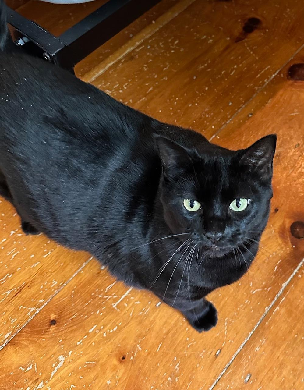 Meadow, a Adoptable Domestic Short Hair in Gonic, NH image 3/3