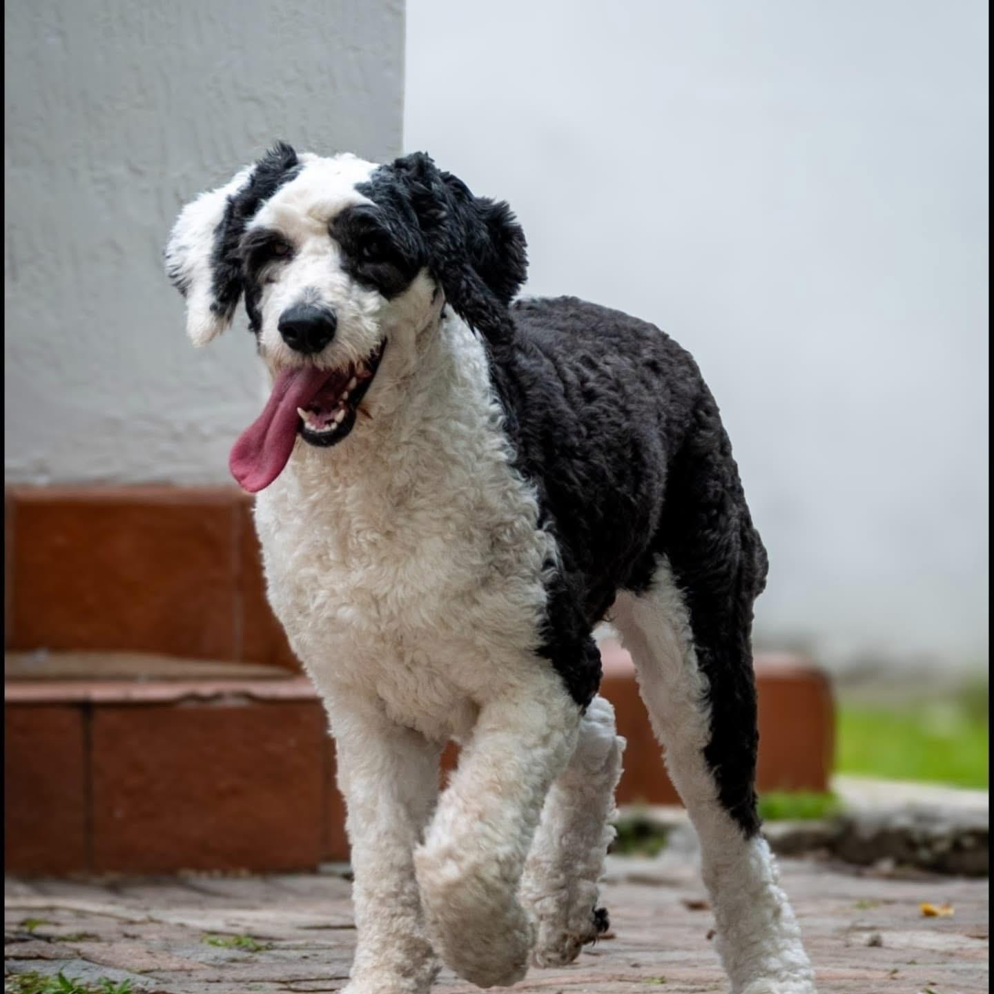 Salem (FOSTER-TO-ADOPT OR ADOPTION), an adoptable Sheepadoodle in Miami, FL, 33155 | Photo Image 2