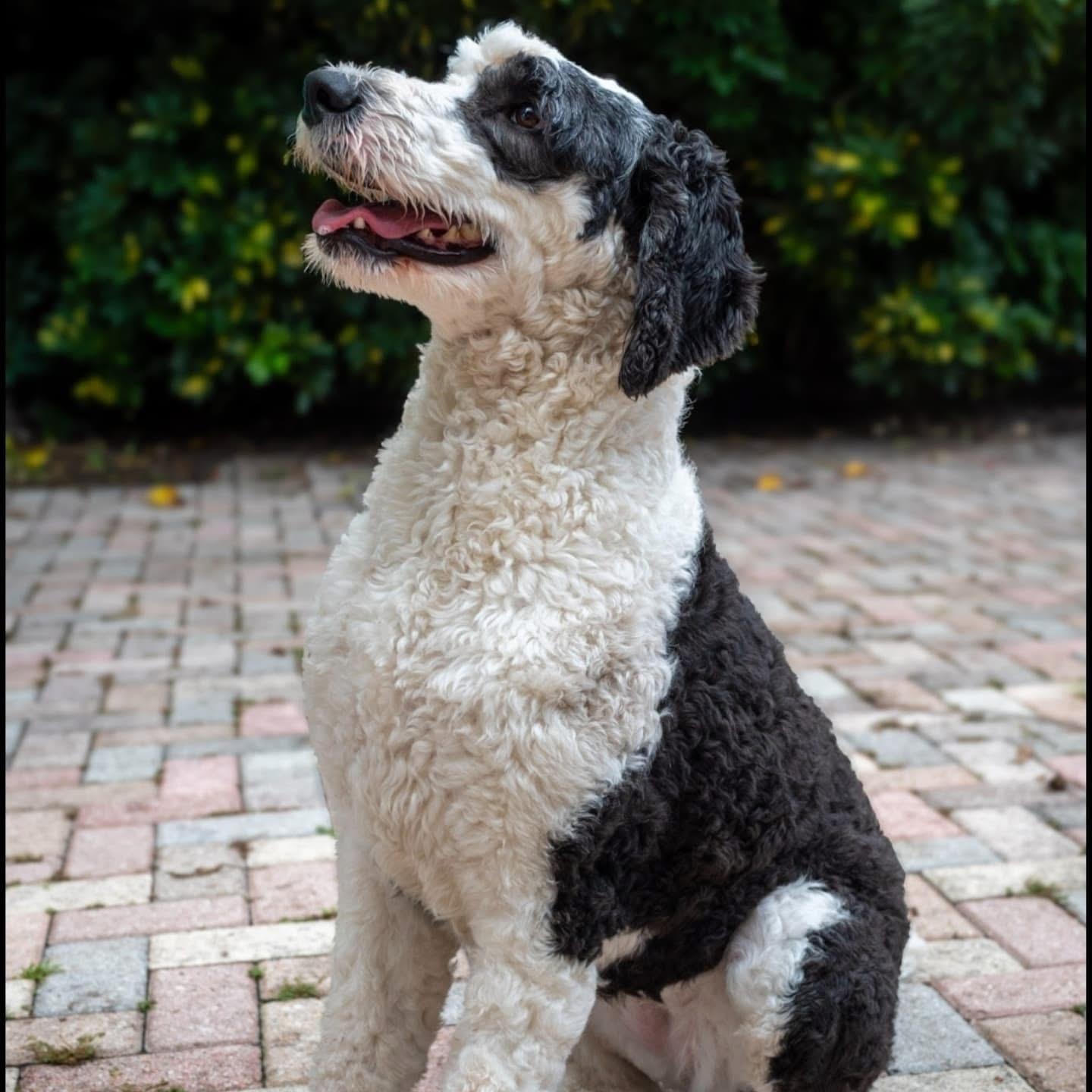 Salem (FOSTER-TO-ADOPT OR ADOPTION), an adoptable Sheepadoodle in Miami, FL, 33155 | Photo Image 4