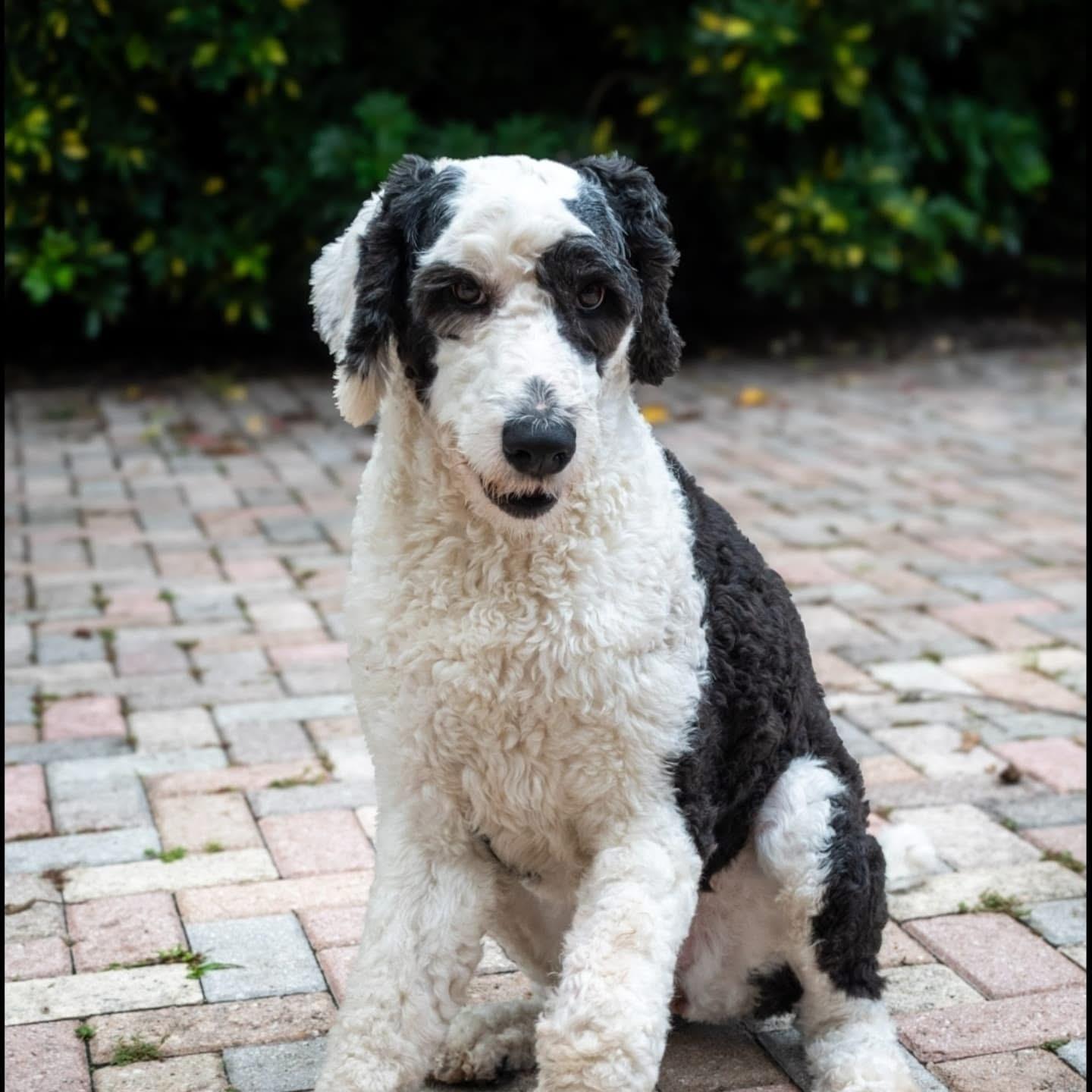 Salem (FOSTER-TO-ADOPT OR ADOPTION), Adoptable, Young Female Sheepadoodle.