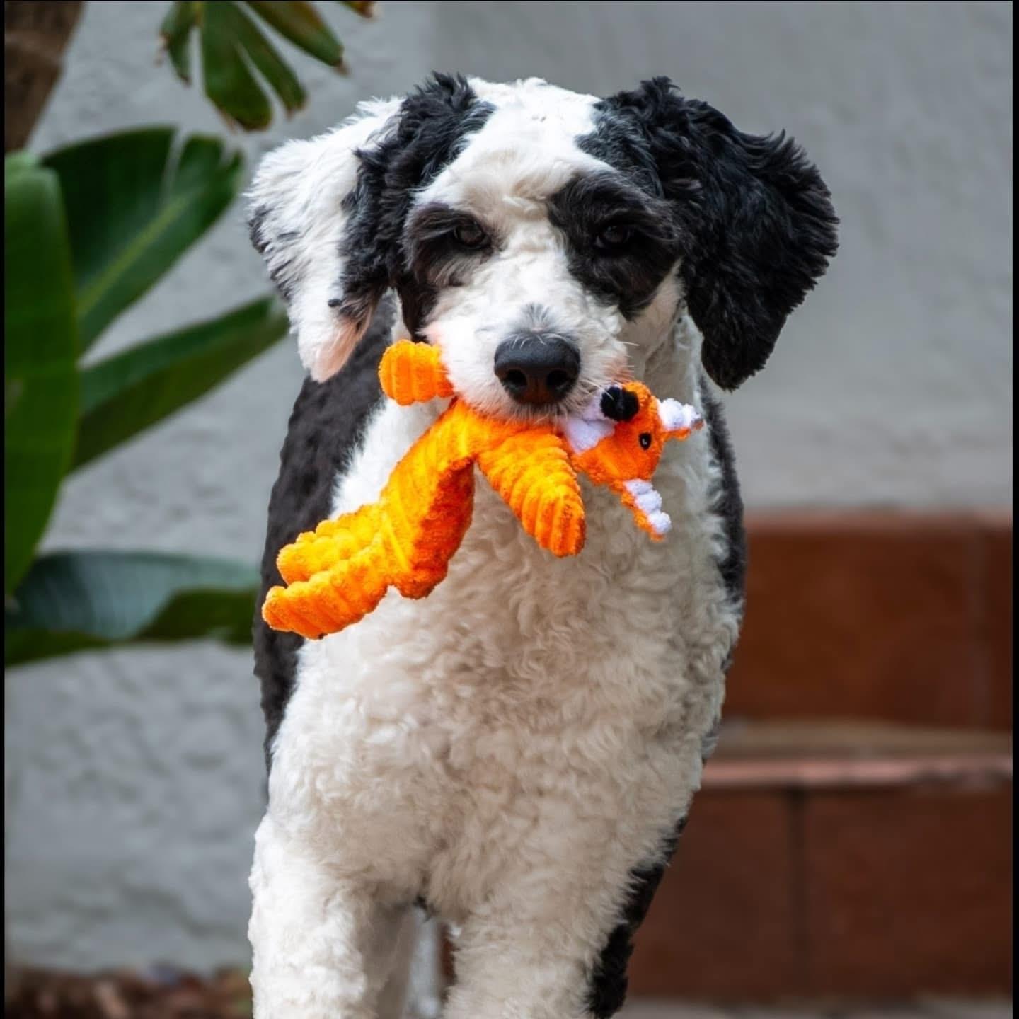 Salem (FOSTER-TO-ADOPT OR ADOPTION), Adoptable, Young Female Sheepadoodle.