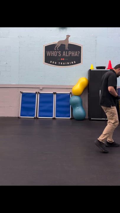 Enlarge Salem (FOSTER-TO-ADOPT OR ADOPTION), a Adoptable Sheepadoodle in Miami, FL video 6/6