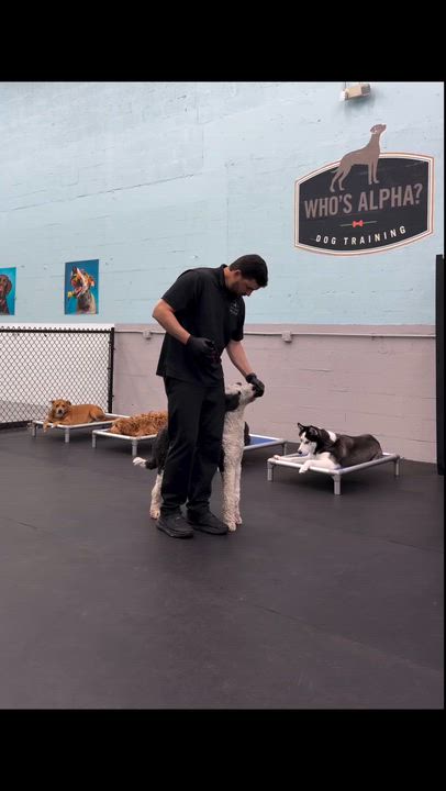 Enlarge Salem (FOSTER-TO-ADOPT OR ADOPTION), a Adoptable Sheepadoodle in Miami, FL video 5/6