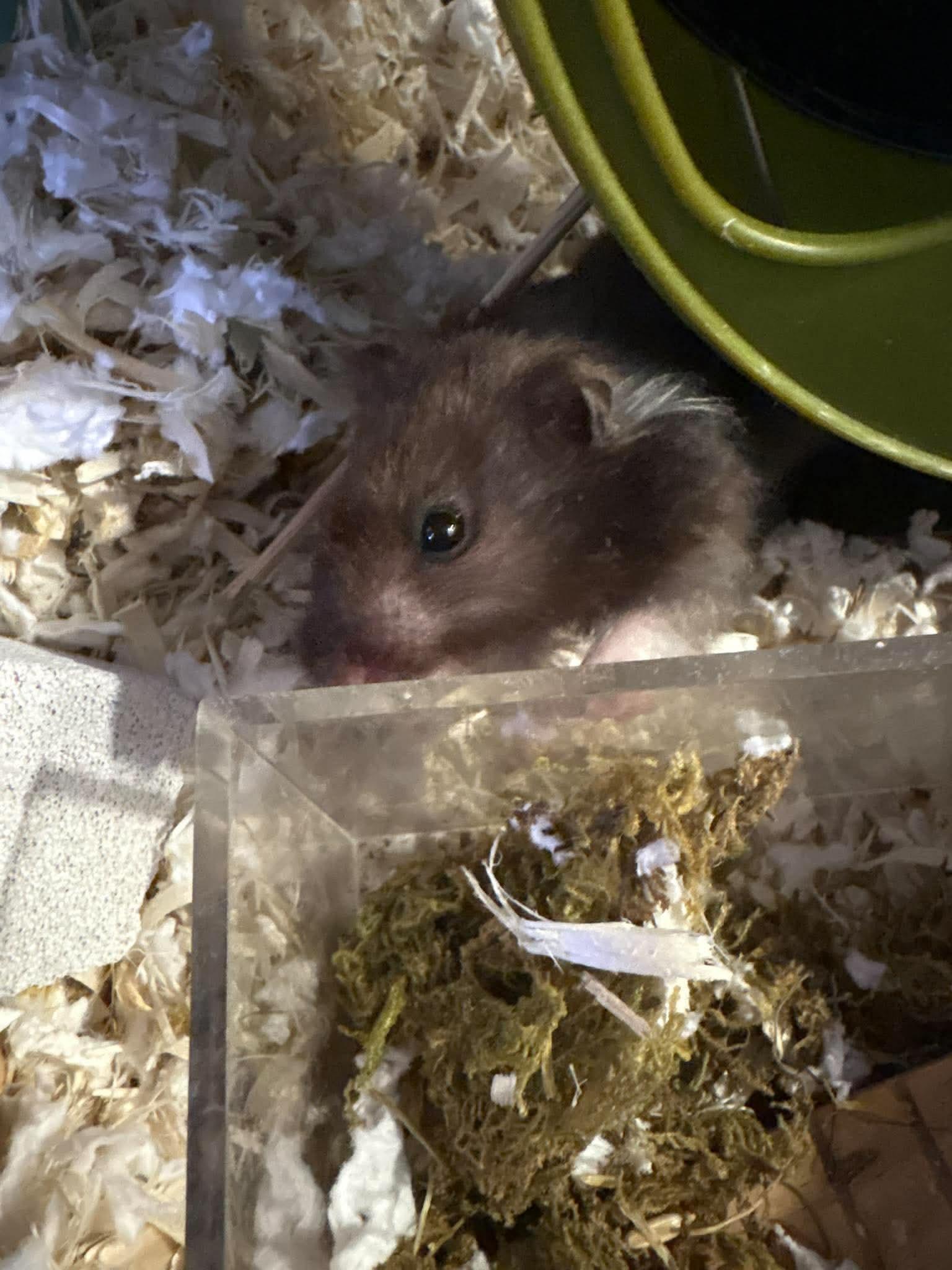 Squiggles, Adoptable, Young Female Hamster.