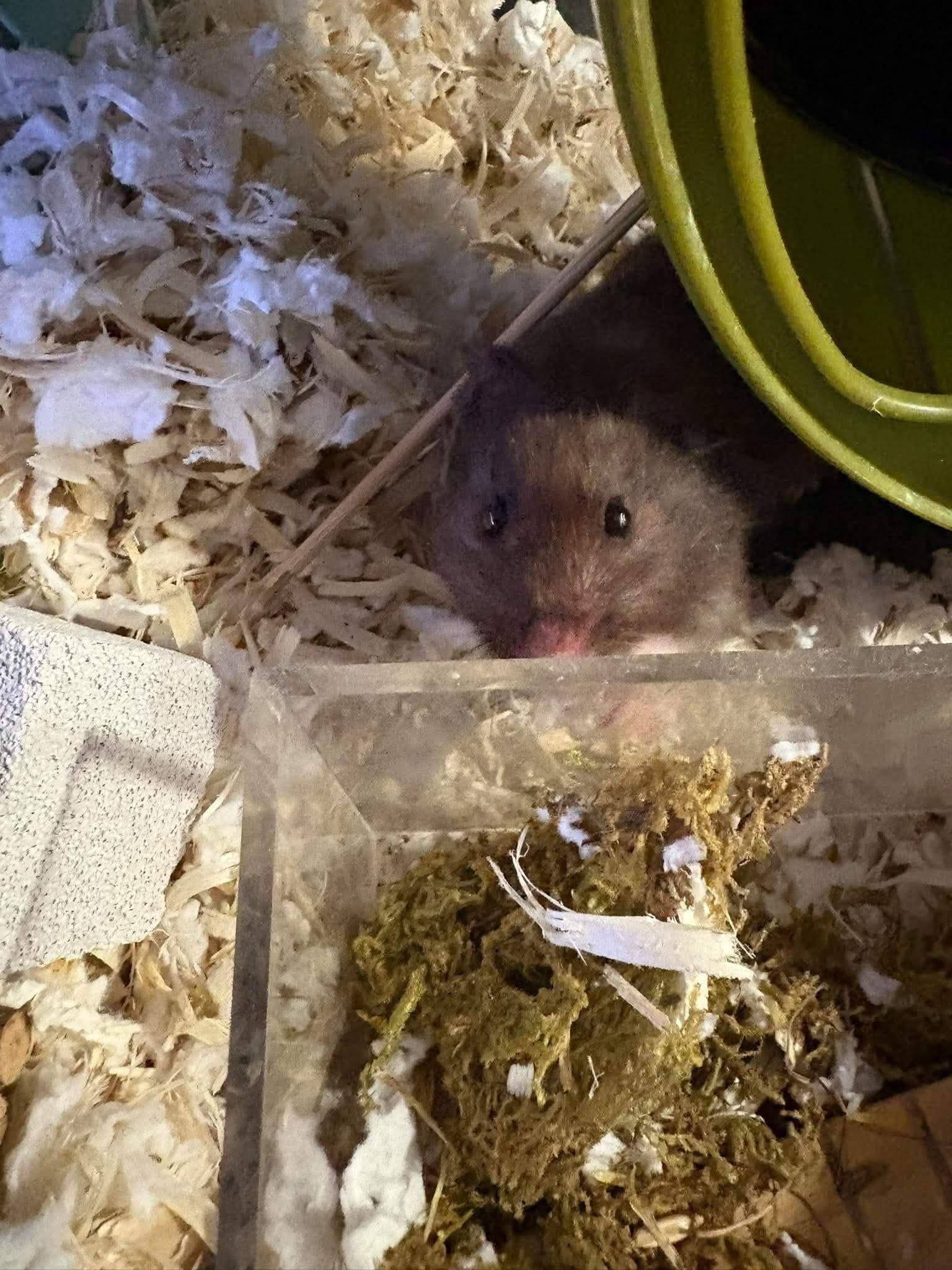 Enlarge Squiggles, a Adoptable Hamster in Eugene, OR image 2/4