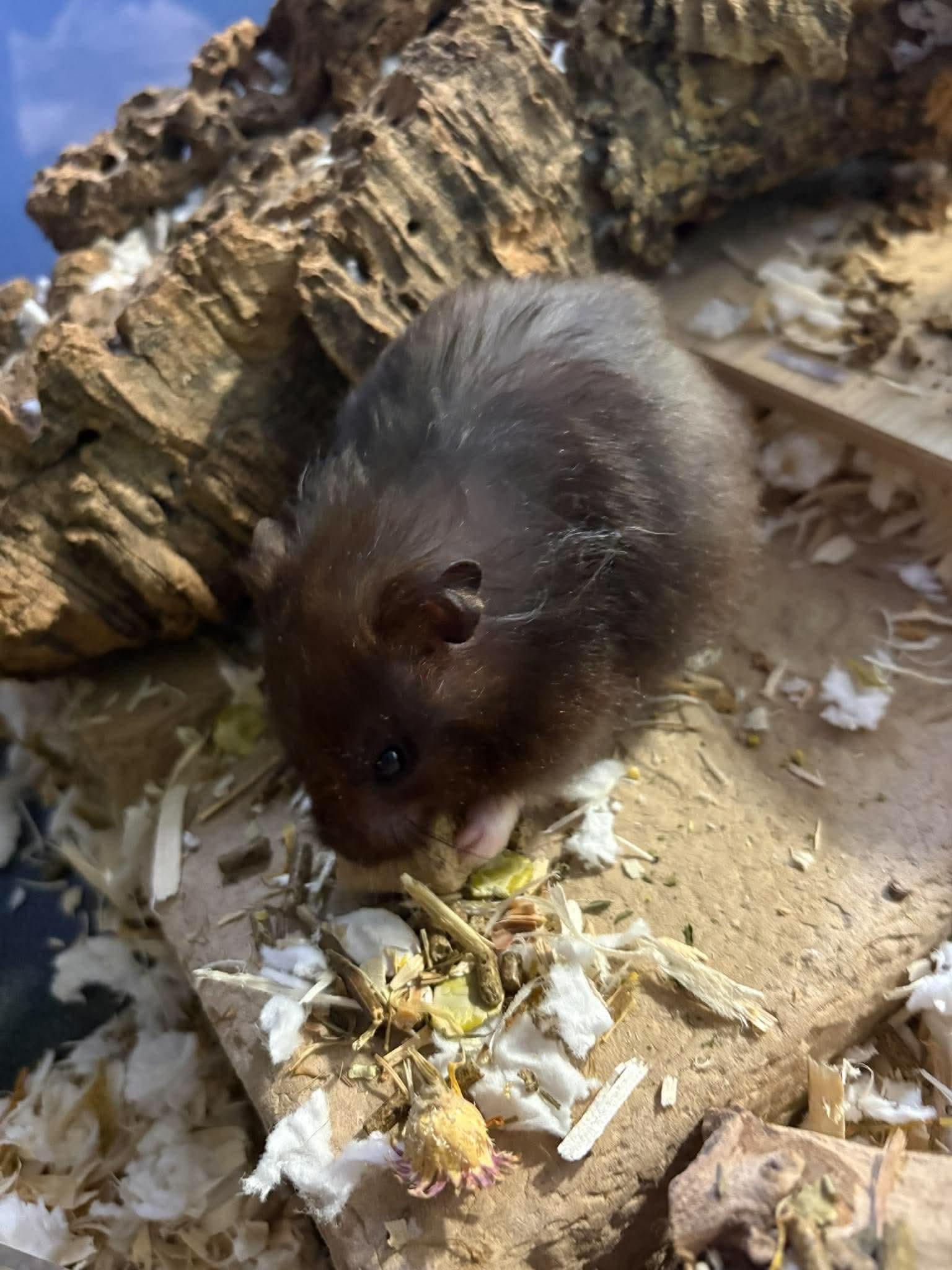 Enlarge Squiggles, a Adoptable Hamster in Eugene, OR image 3/4