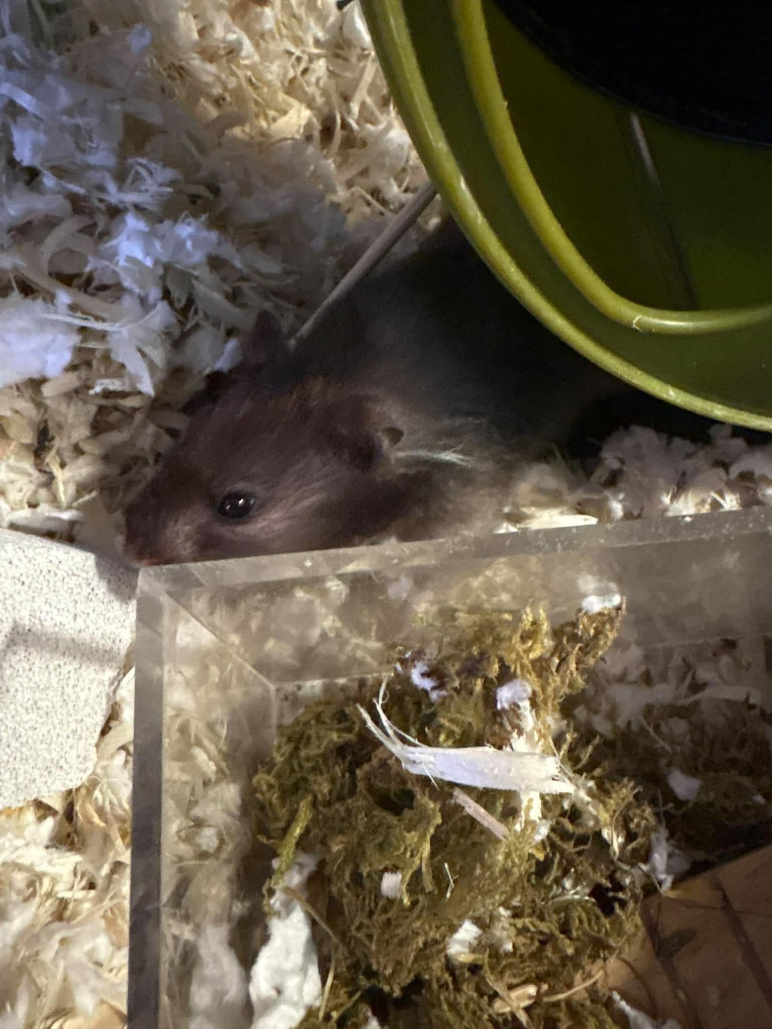 Enlarge Squiggles, a Adoptable Hamster in Eugene, OR image 4/4