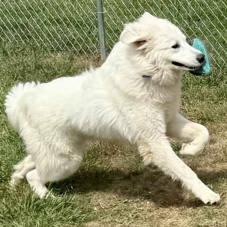 Enlarge Bruno, a ADOPTABLE mixed breed in New Canaan, CT image 5/6