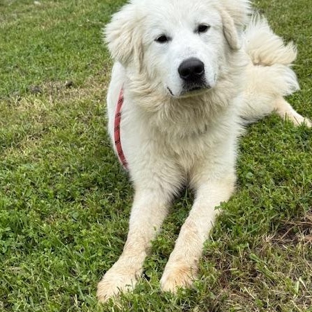 Enlarge Bruno, a ADOPTABLE mixed breed in New Canaan, CT image 3/6