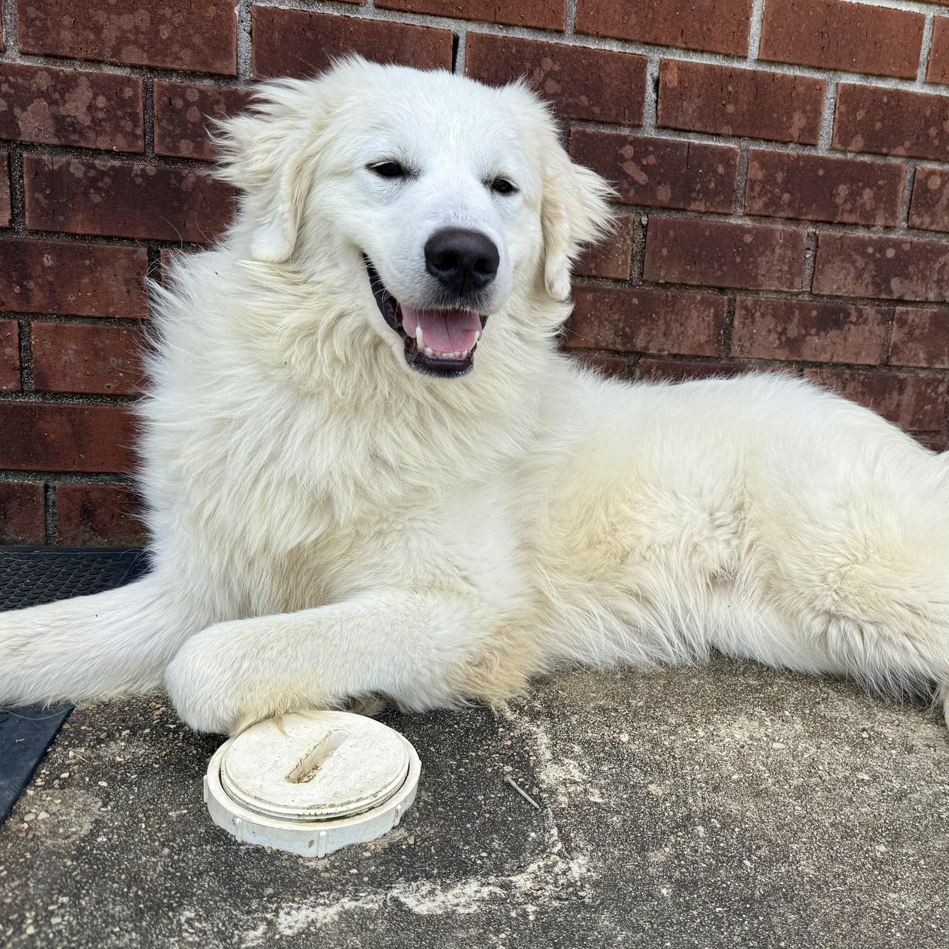 Enlarge Bruno, a ADOPTABLE mixed breed in New Canaan, CT image 2/6