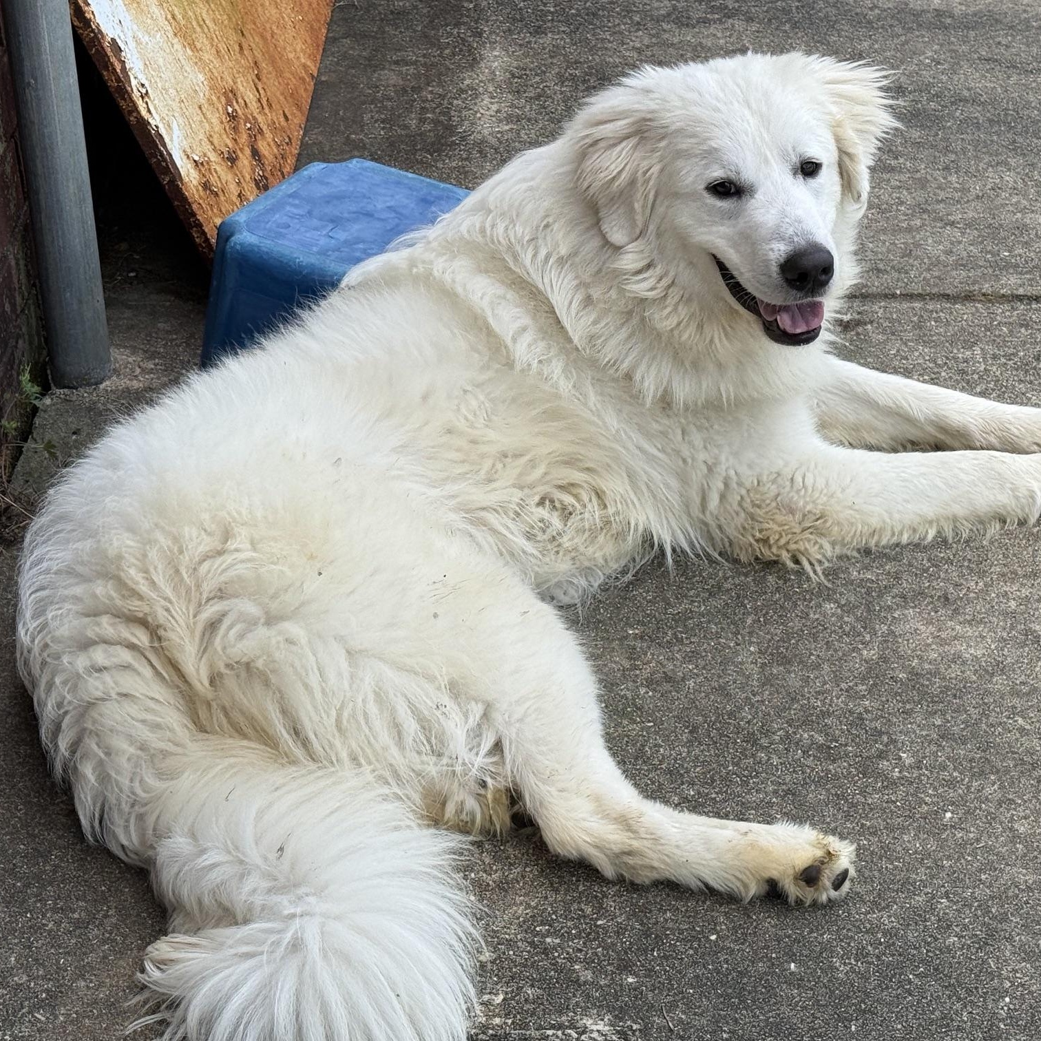 Enlarge Bruno, a ADOPTABLE mixed breed in New Canaan, CT image 4/6