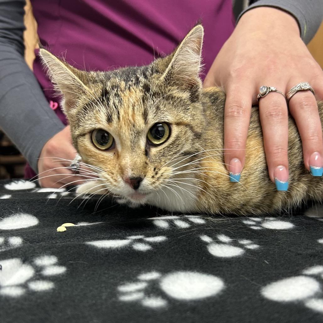 Enlarge Chimera, a Adoptable Domestic Short Hair in Pensacola, FL image 1/3