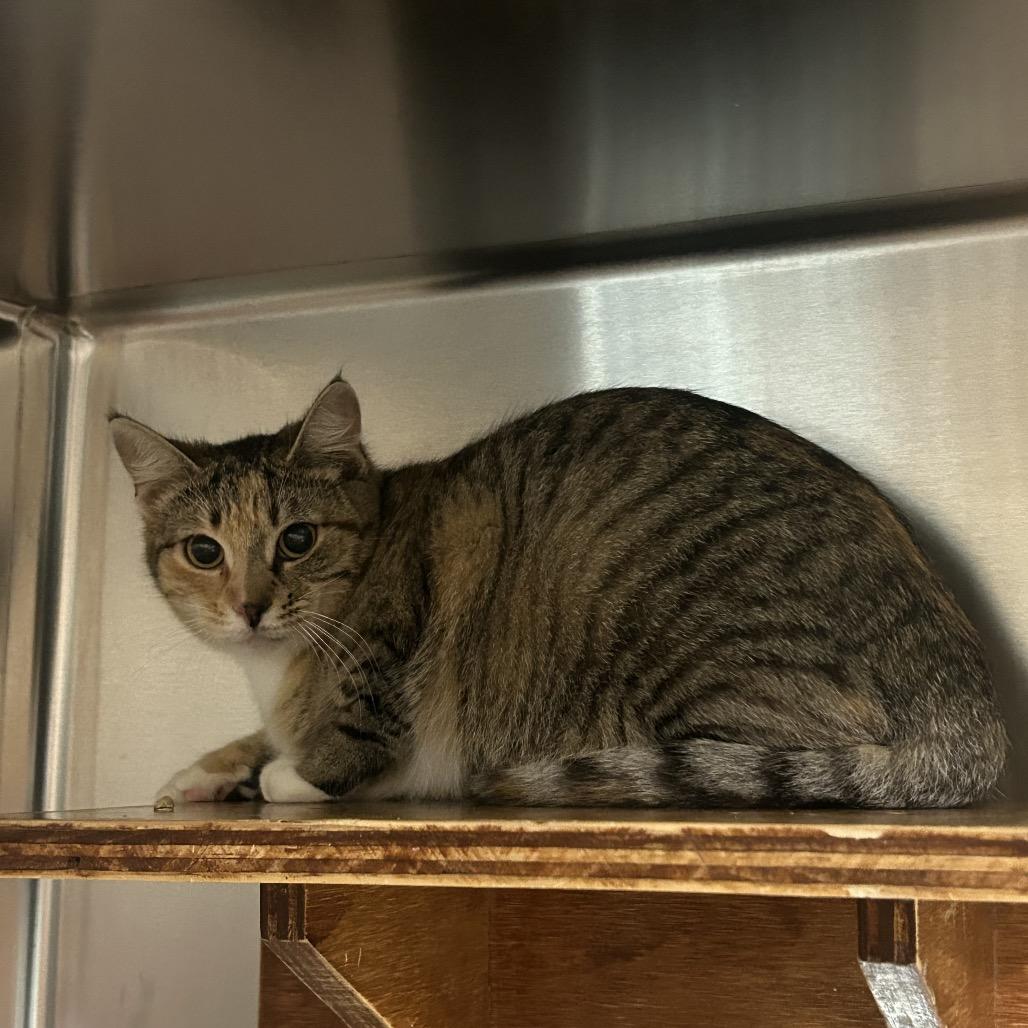 Enlarge Chimera, a Adoptable Domestic Short Hair in Pensacola, FL image 2/3