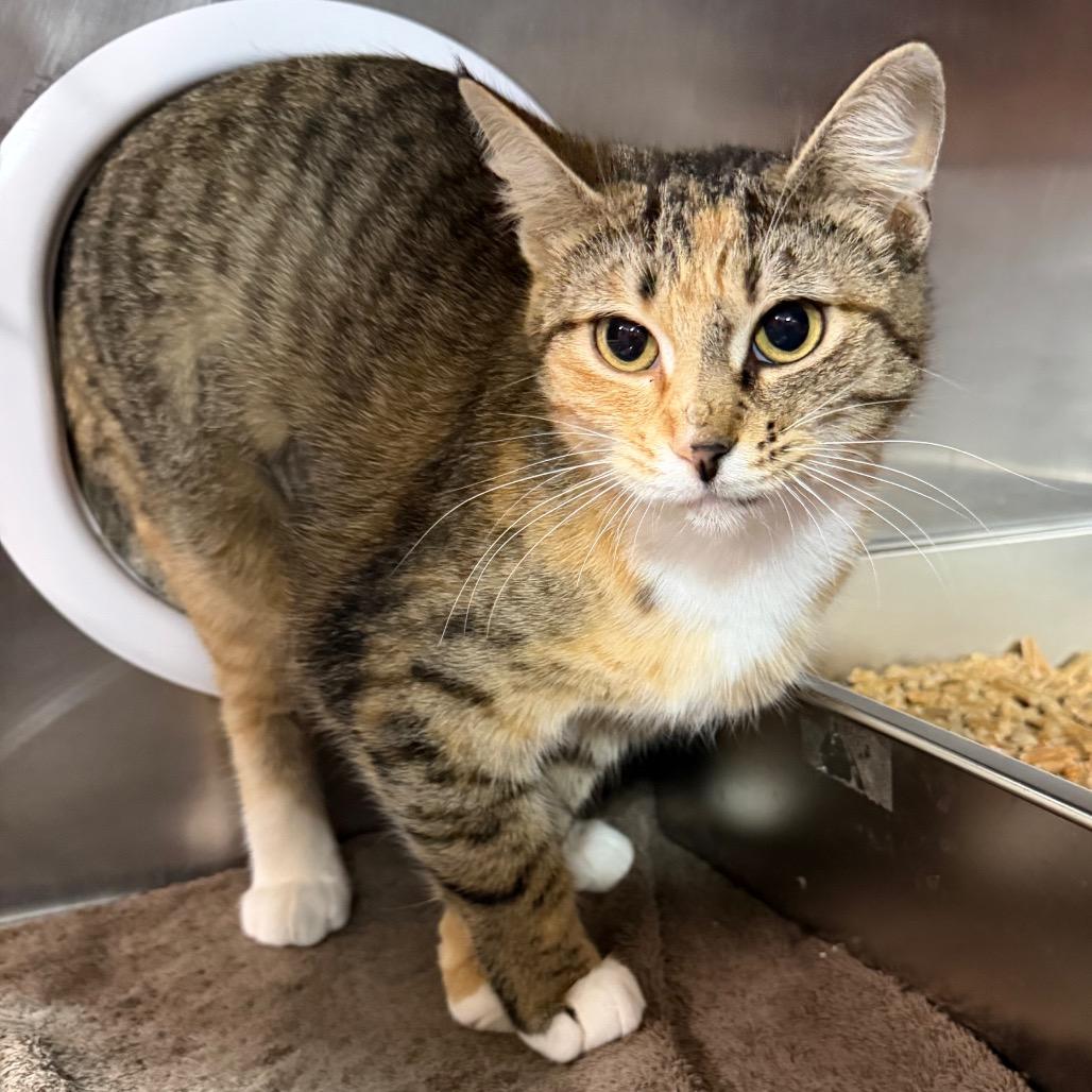 Enlarge Chimera, a Adoptable Domestic Short Hair in Pensacola, FL image 3/3