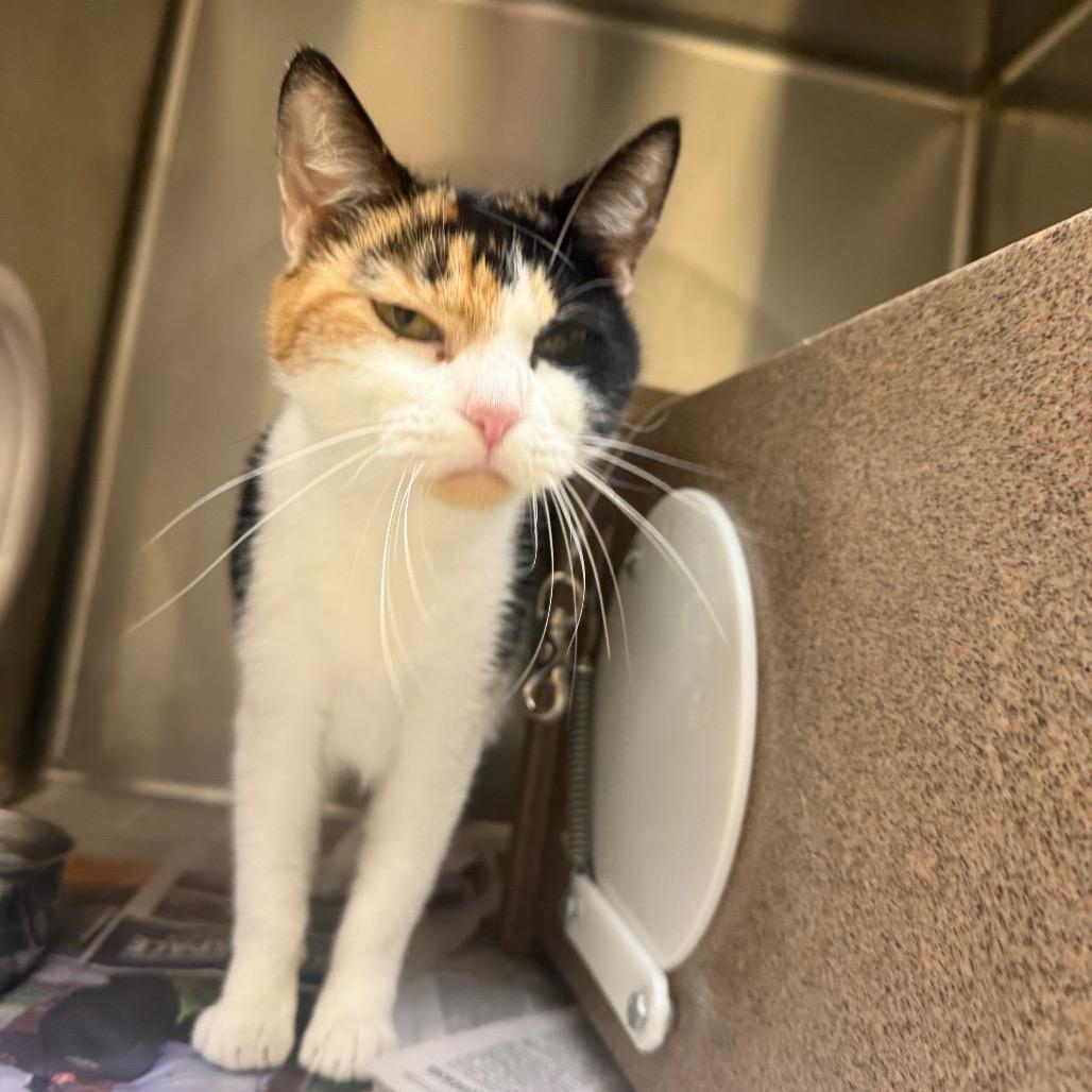 Nancy, Adoptable, Adult Female Domestic Short Hair.