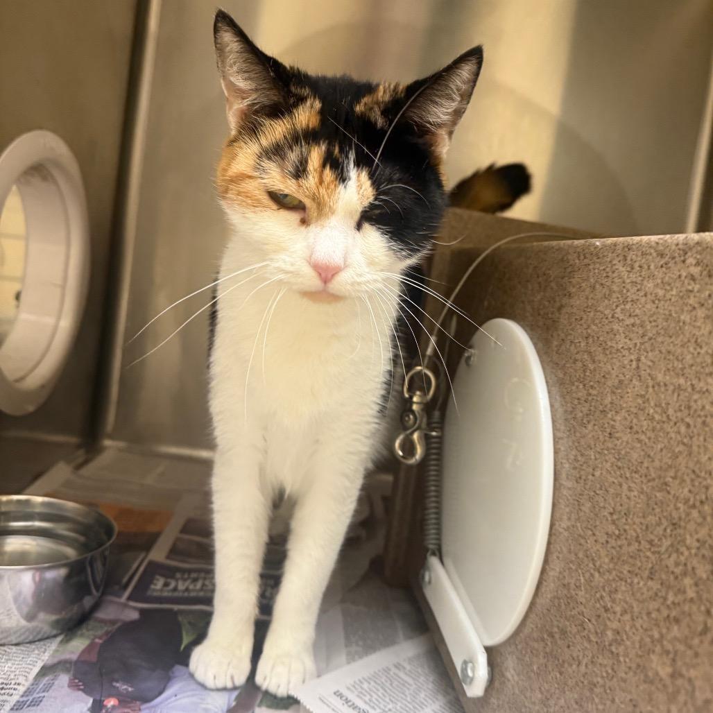 Enlarge Nancy, a Adoptable Domestic Short Hair in Winston-Salem, NC image 2/6