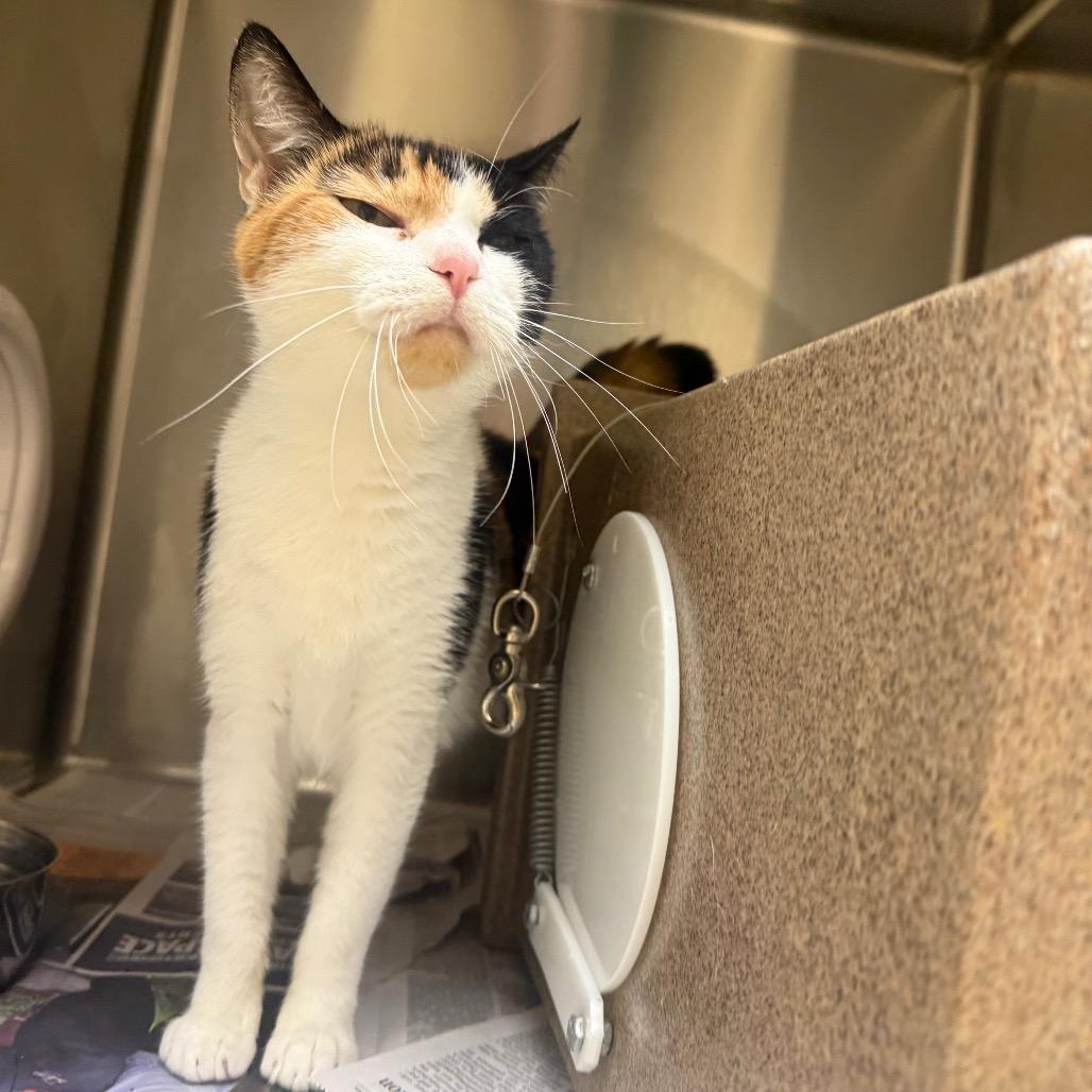 Enlarge Nancy, a Adoptable Domestic Short Hair in Winston-Salem, NC image 3/6