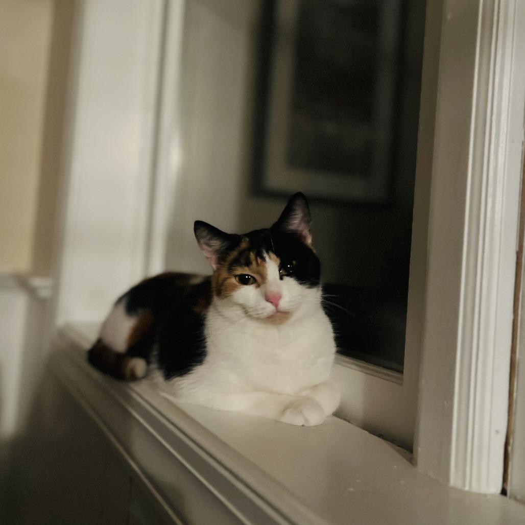 Enlarge Nancy, a Adoptable Domestic Short Hair in Winston-Salem, NC image 4/6