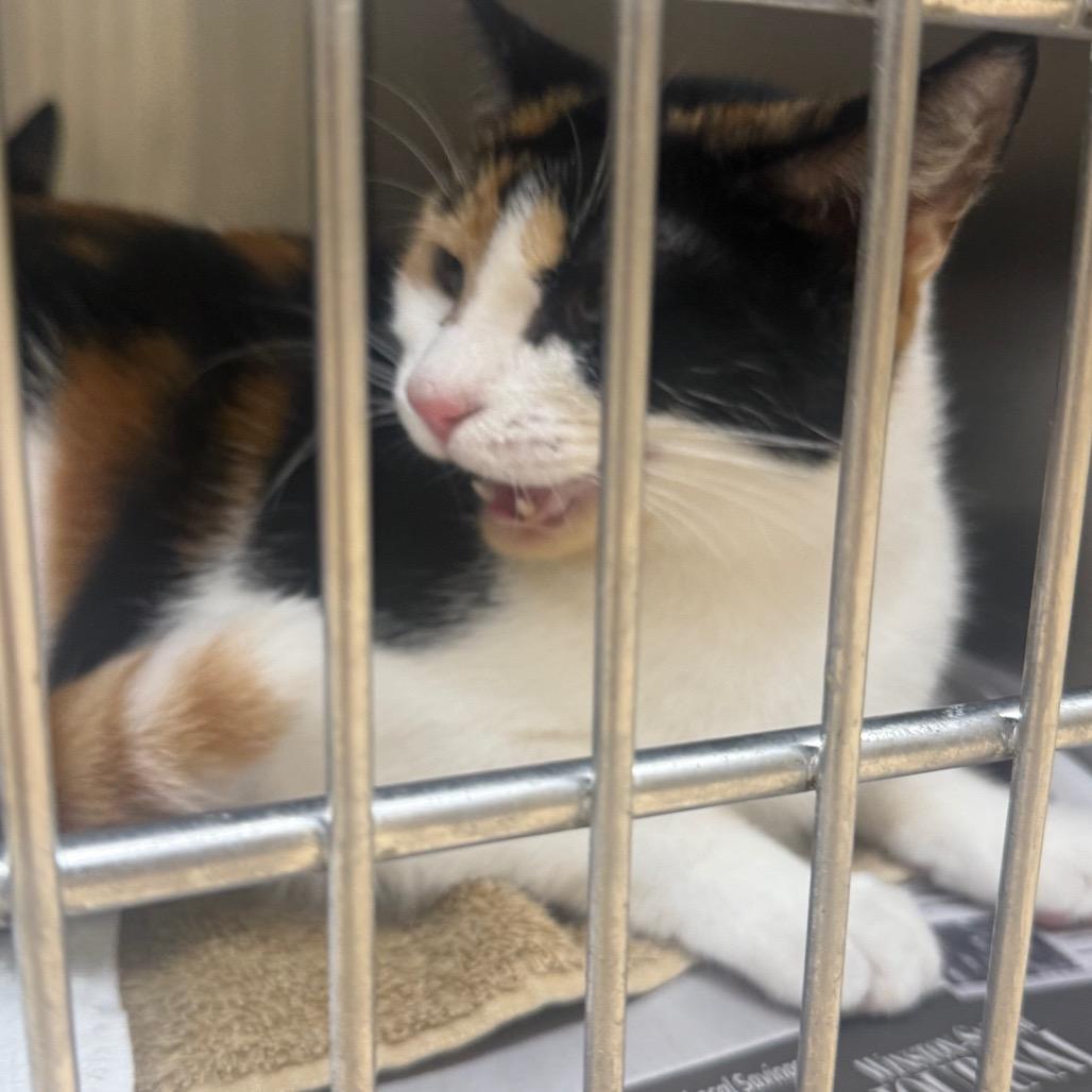 Enlarge Nancy, a Adoptable Domestic Short Hair in Winston-Salem, NC image 5/6
