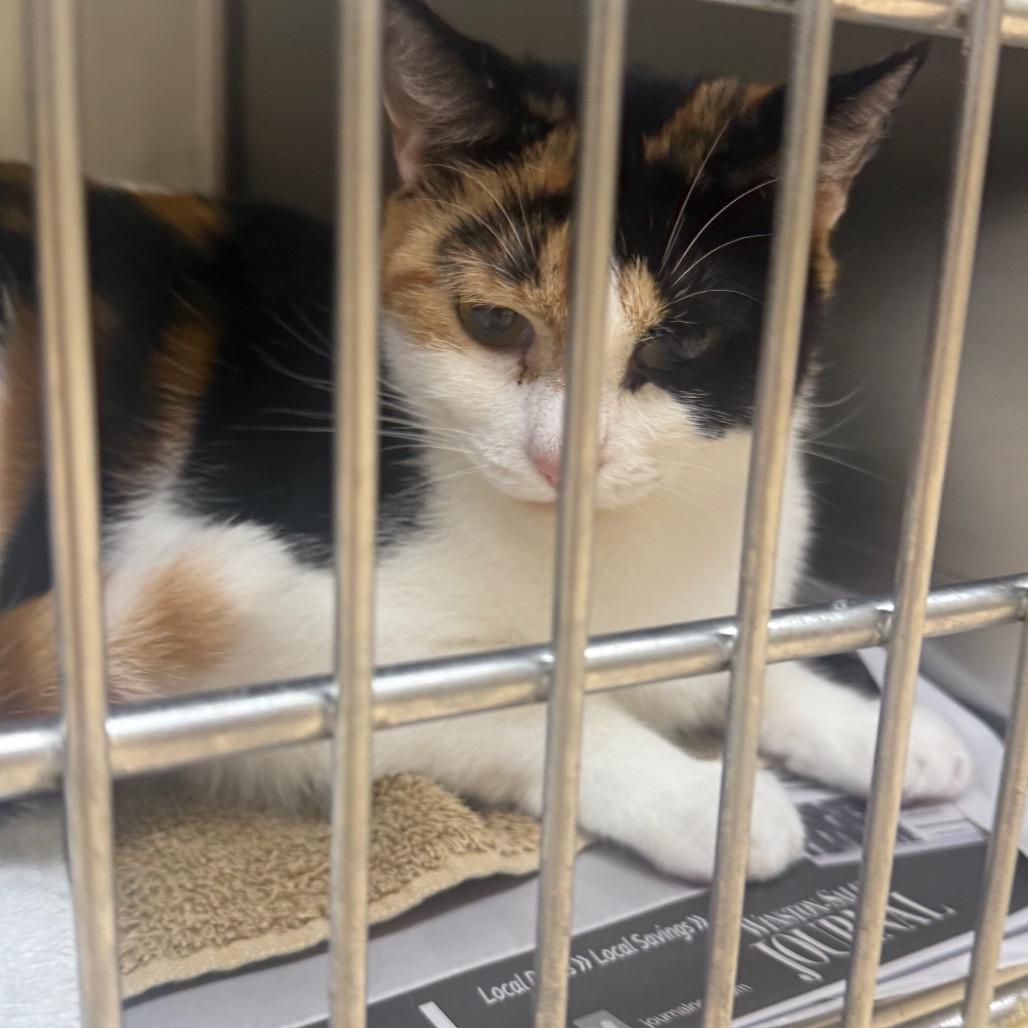 Enlarge Nancy, a Adoptable Domestic Short Hair in Winston-Salem, NC image 6/6